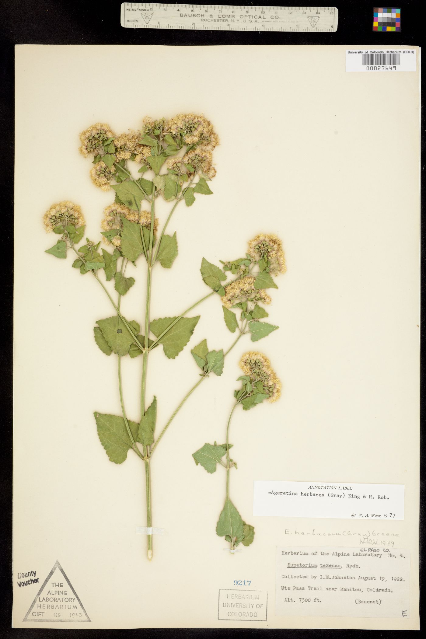 Ageratina herbacea image