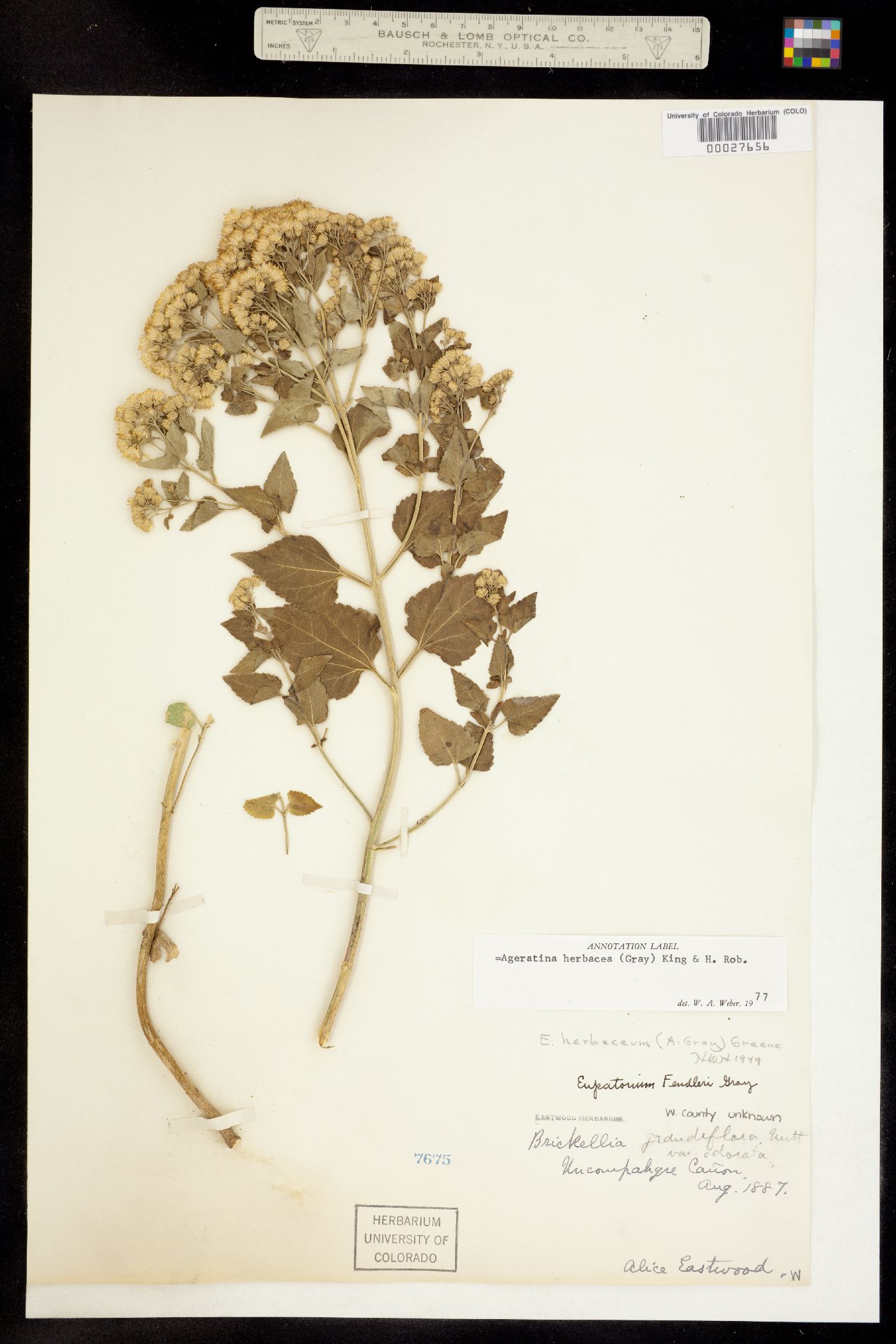 Ageratina herbacea image