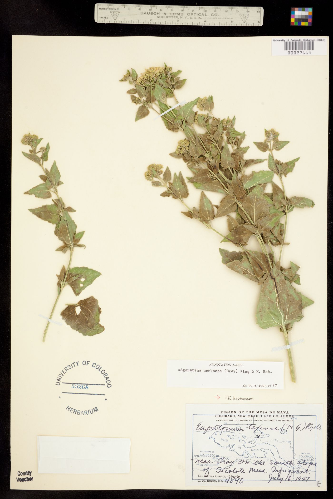 Ageratina herbacea image