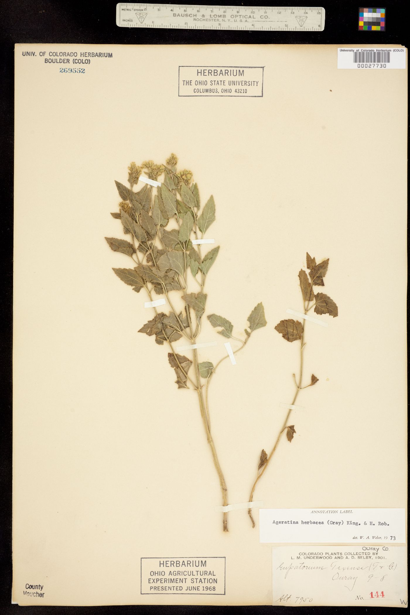 Ageratina herbacea image