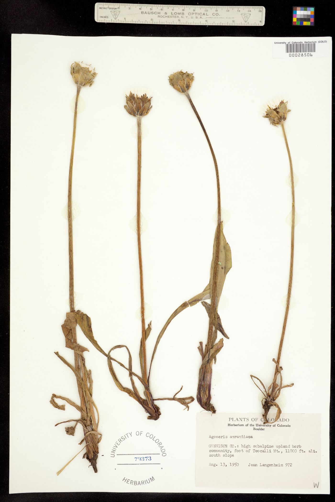 Agoseris aurantiaca image