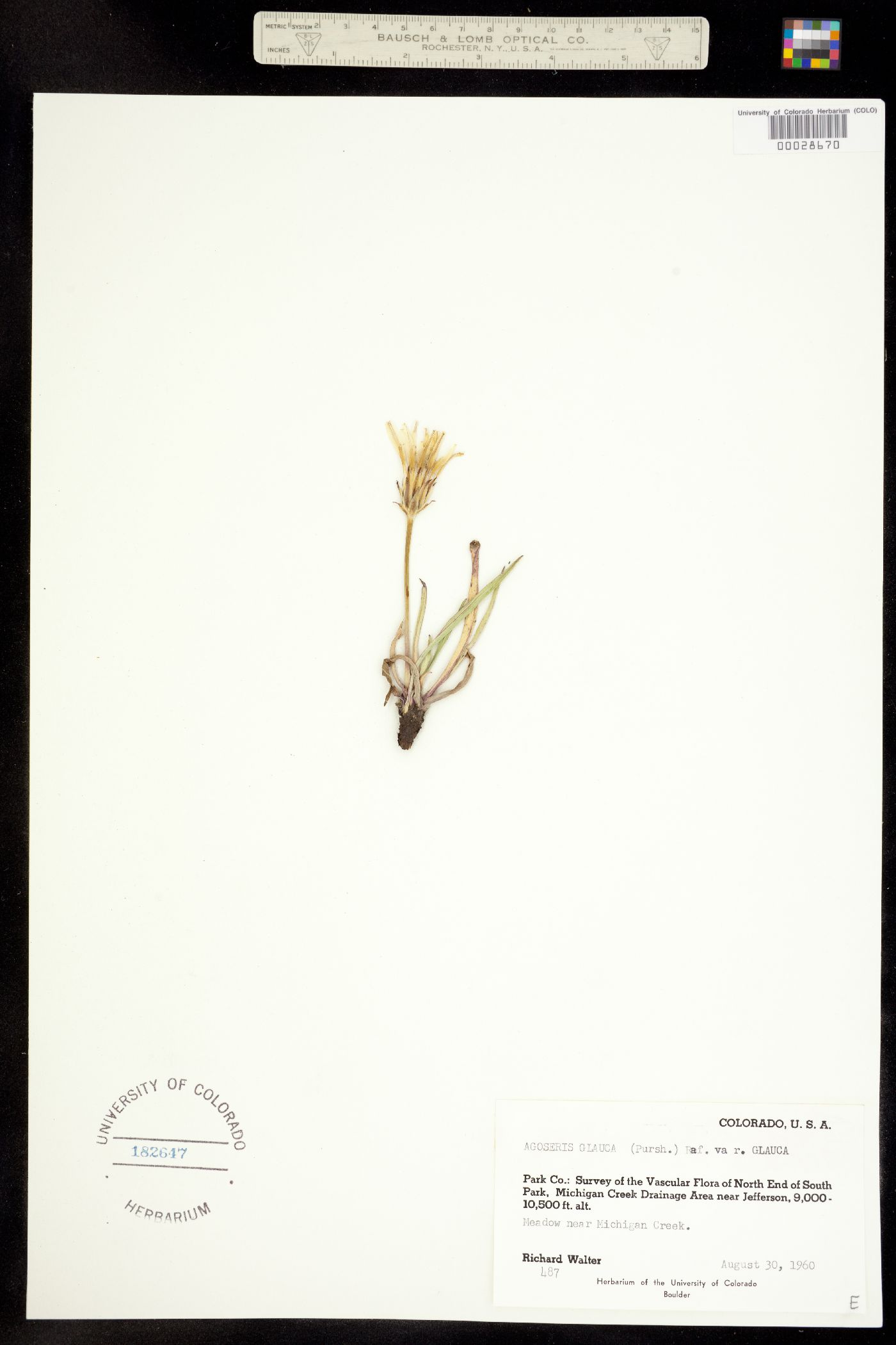 Agoseris glauca var. glauca image