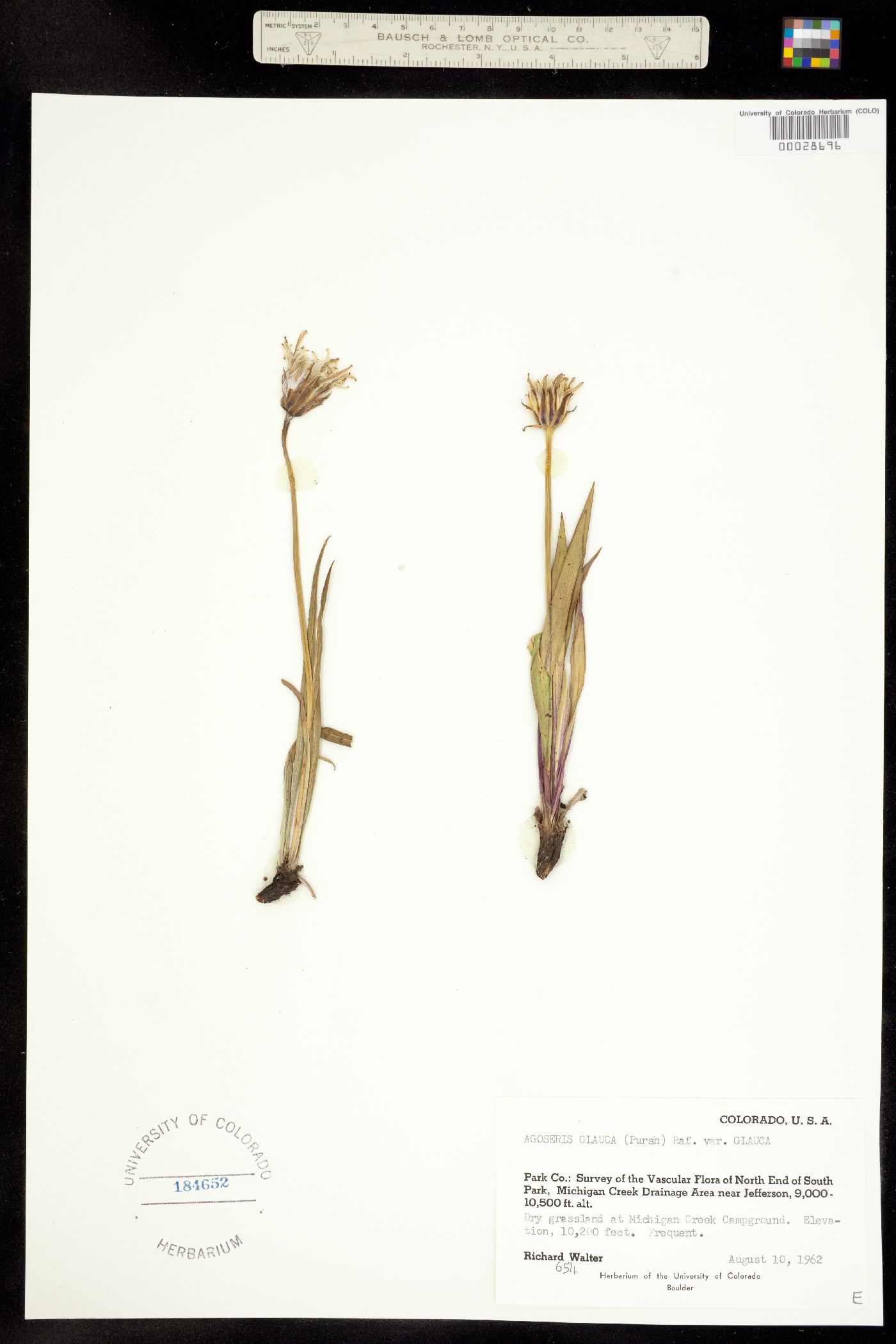 Agoseris glauca var. glauca image