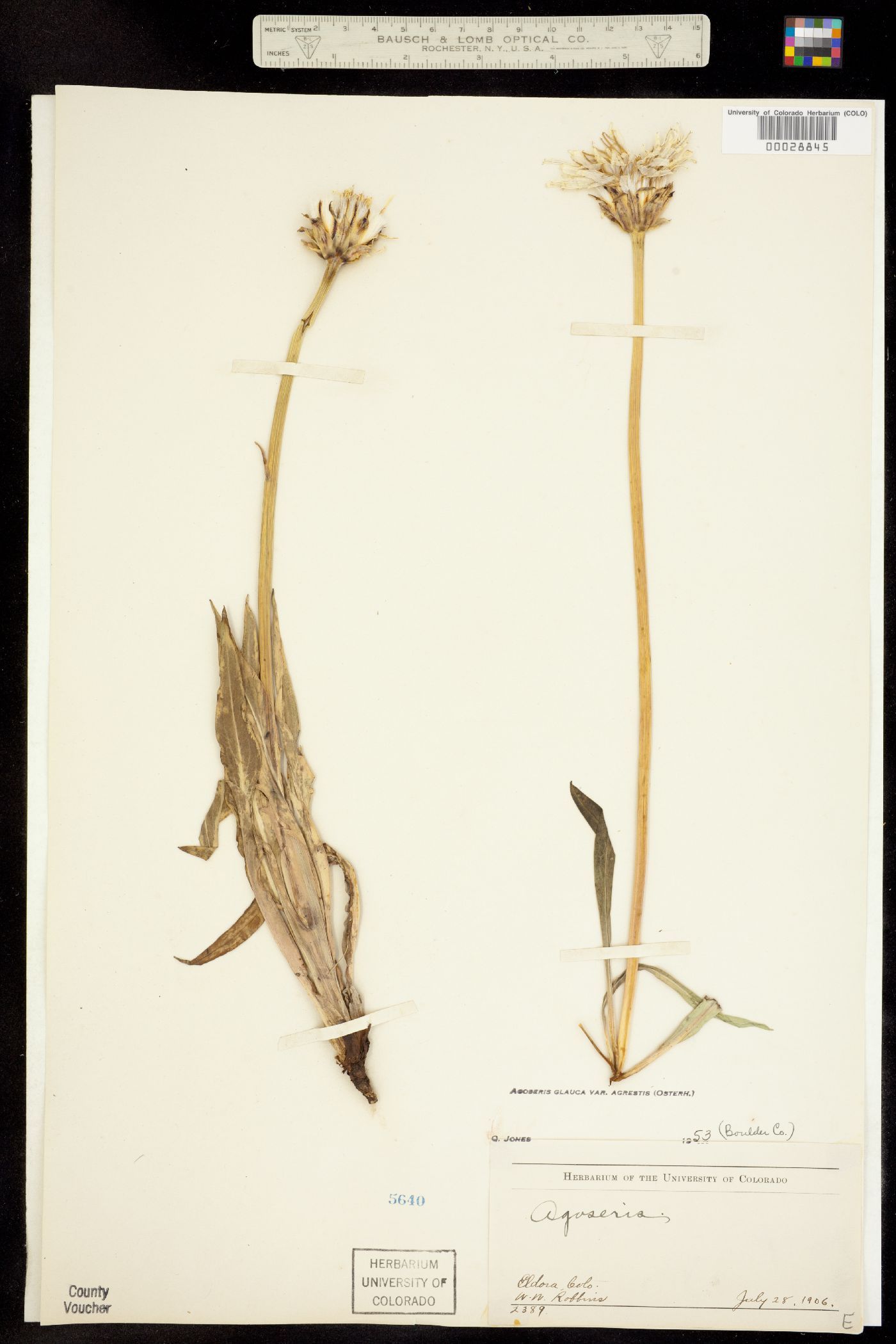 Agoseris X agrestis image