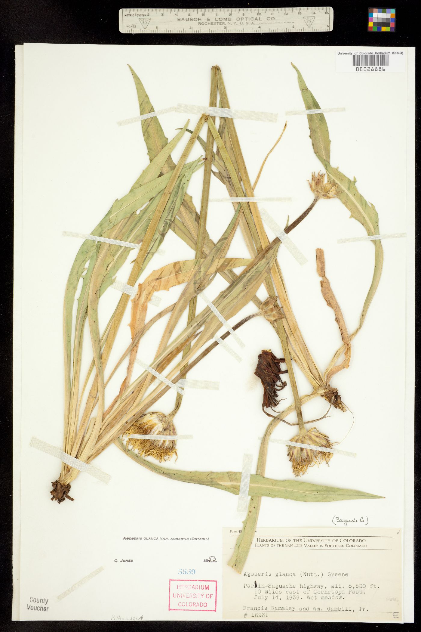 Agoseris X agrestis image