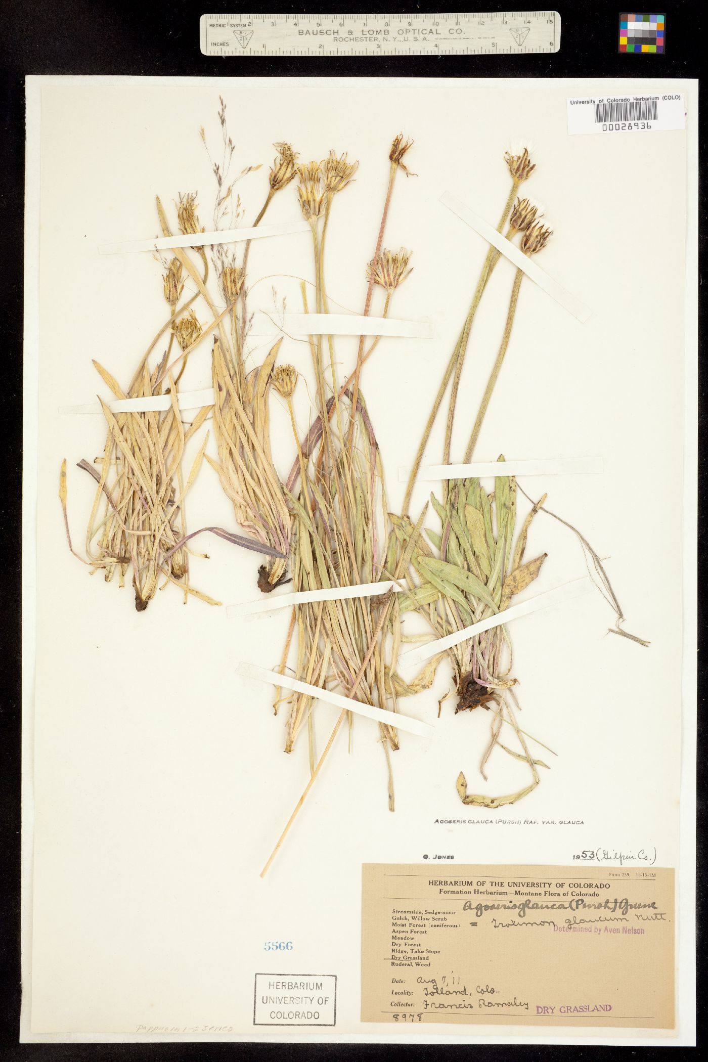 Agoseris glauca image