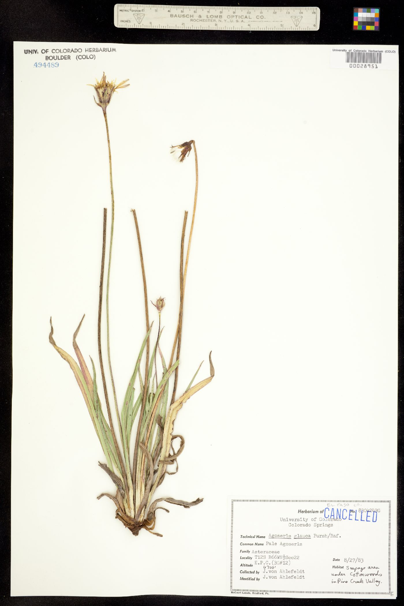 Agoseris glauca image