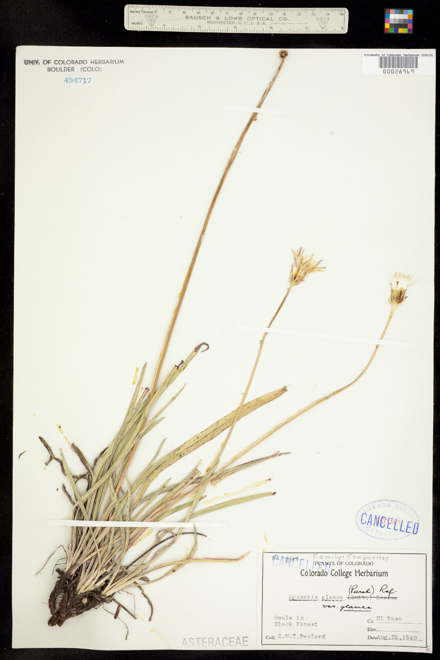 Agoseris glauca var. glauca image
