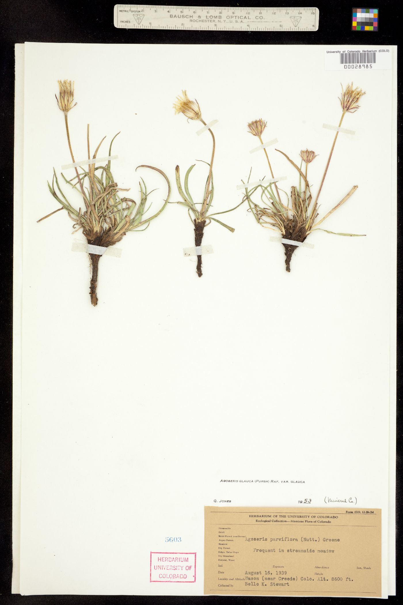 Agoseris glauca var. glauca image