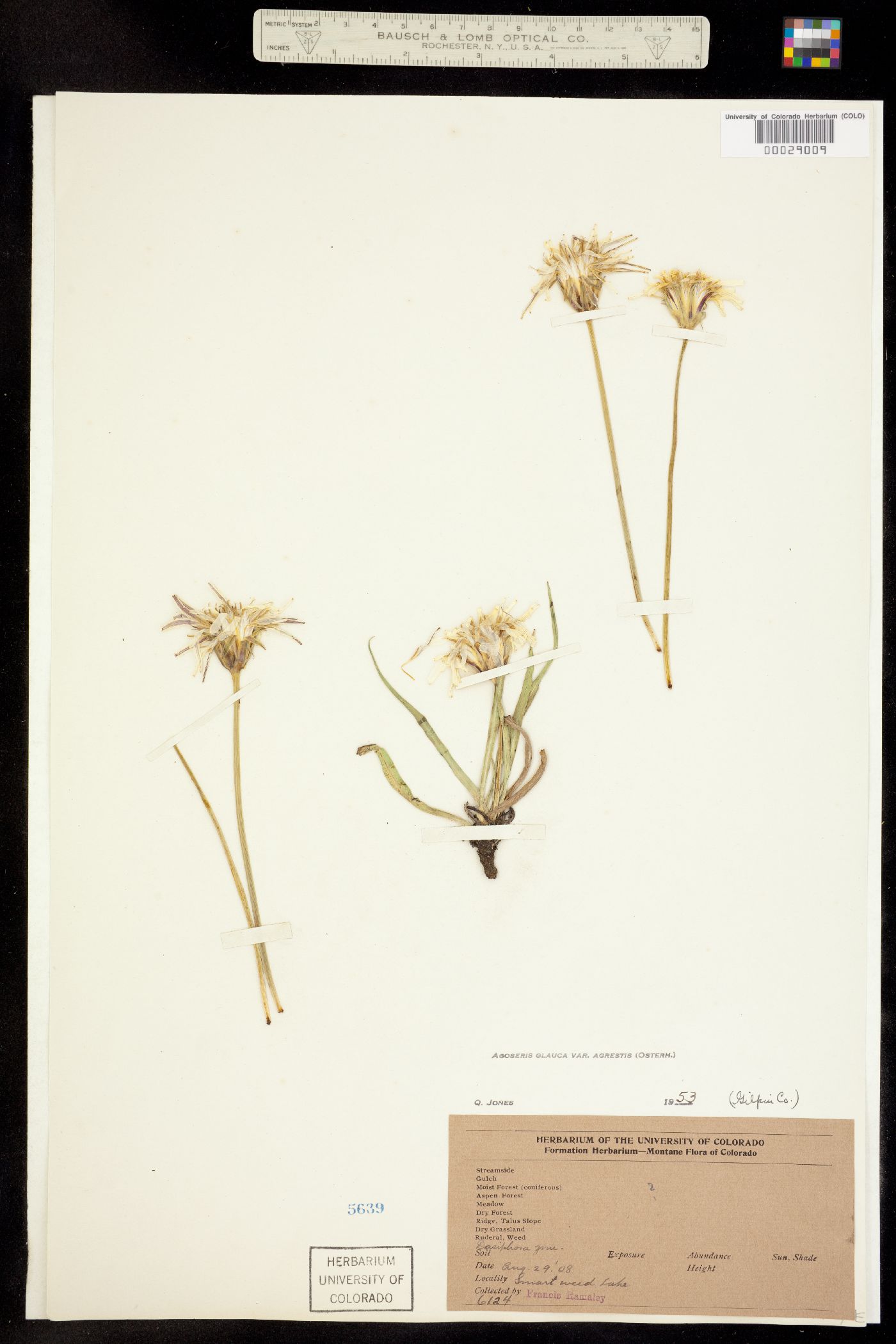 Agoseris glauca var. agrestis image