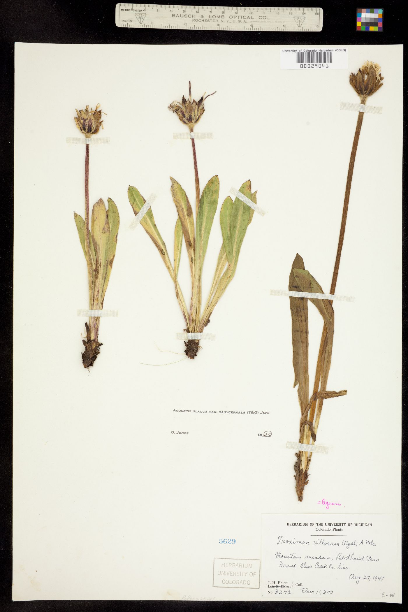 Agoseris glauca var. dasycephala image