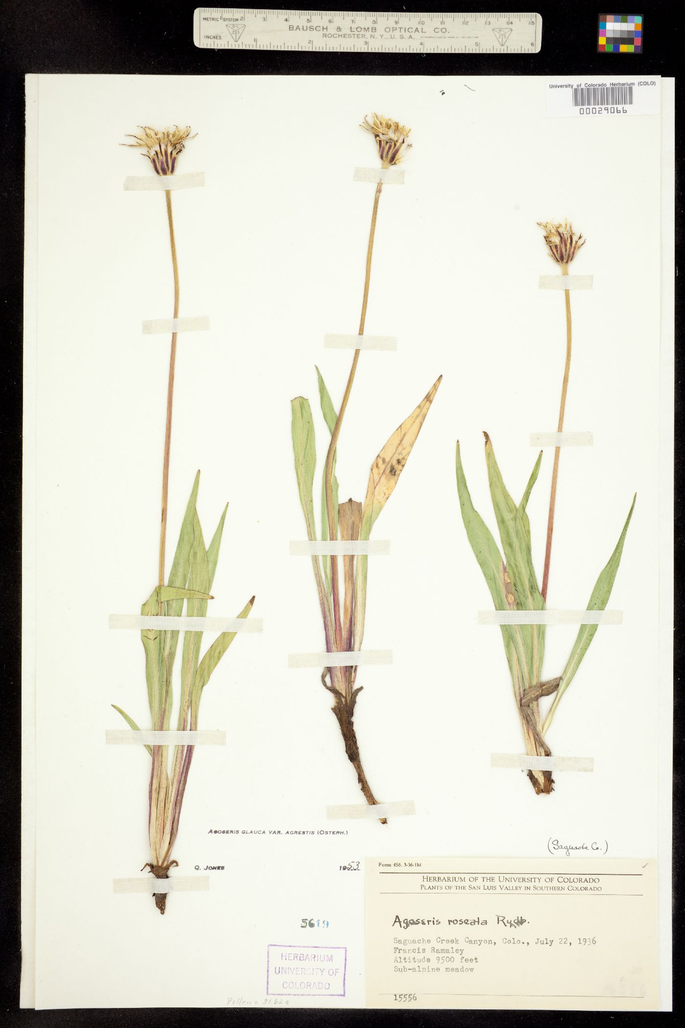 Agoseris X agrestis image