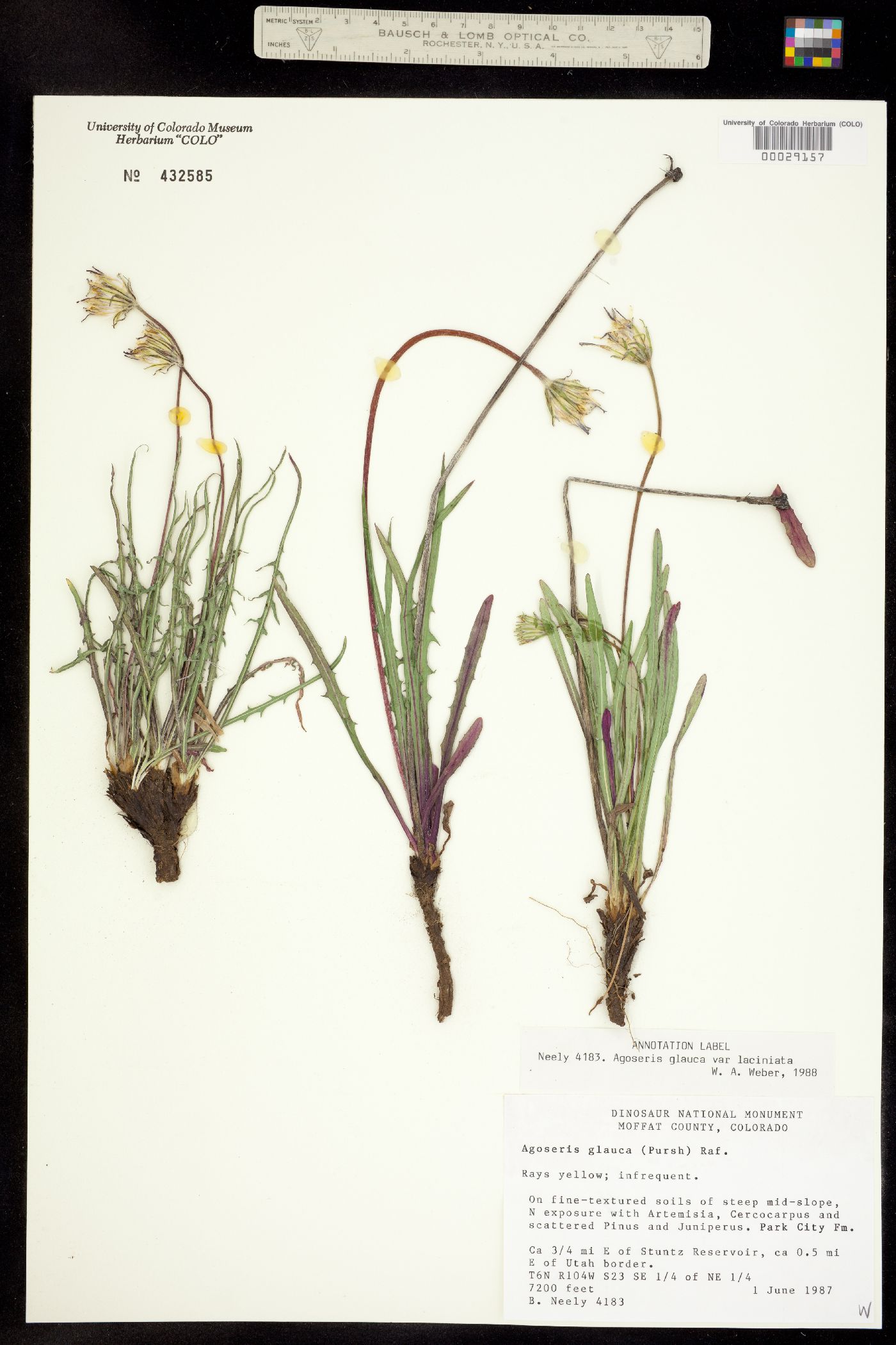 Agoseris glauca image