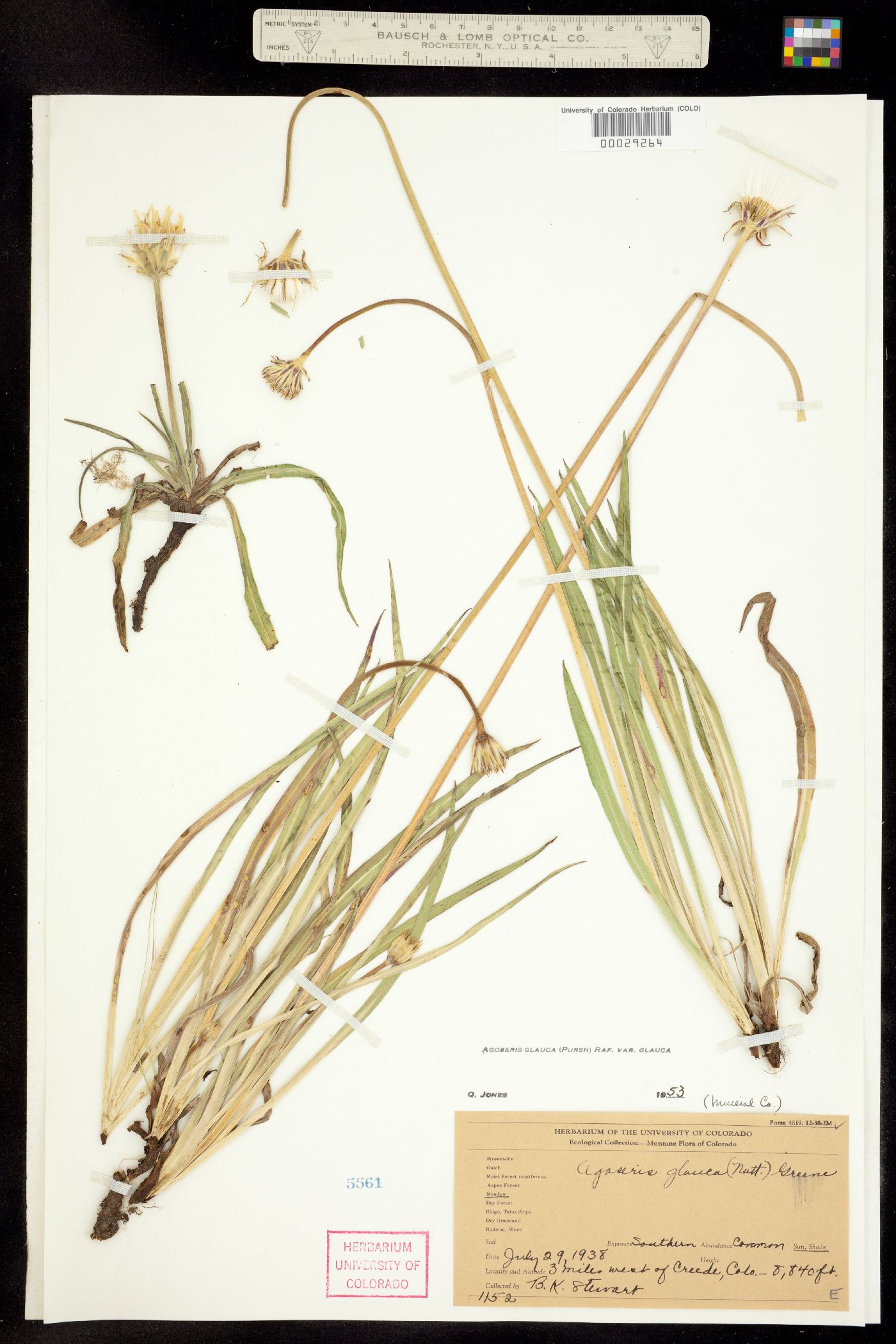 Agoseris glauca image