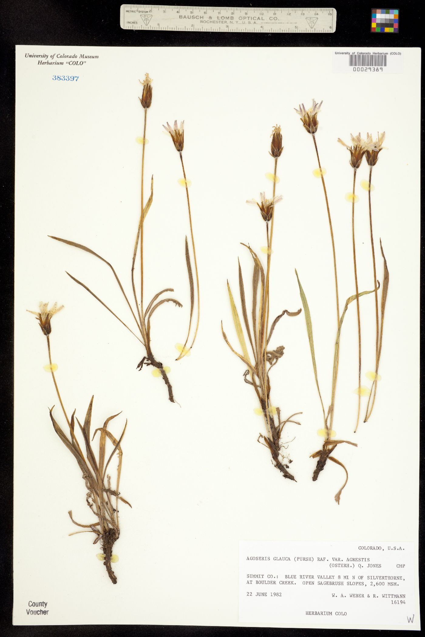 Agoseris glauca var. agrestis image