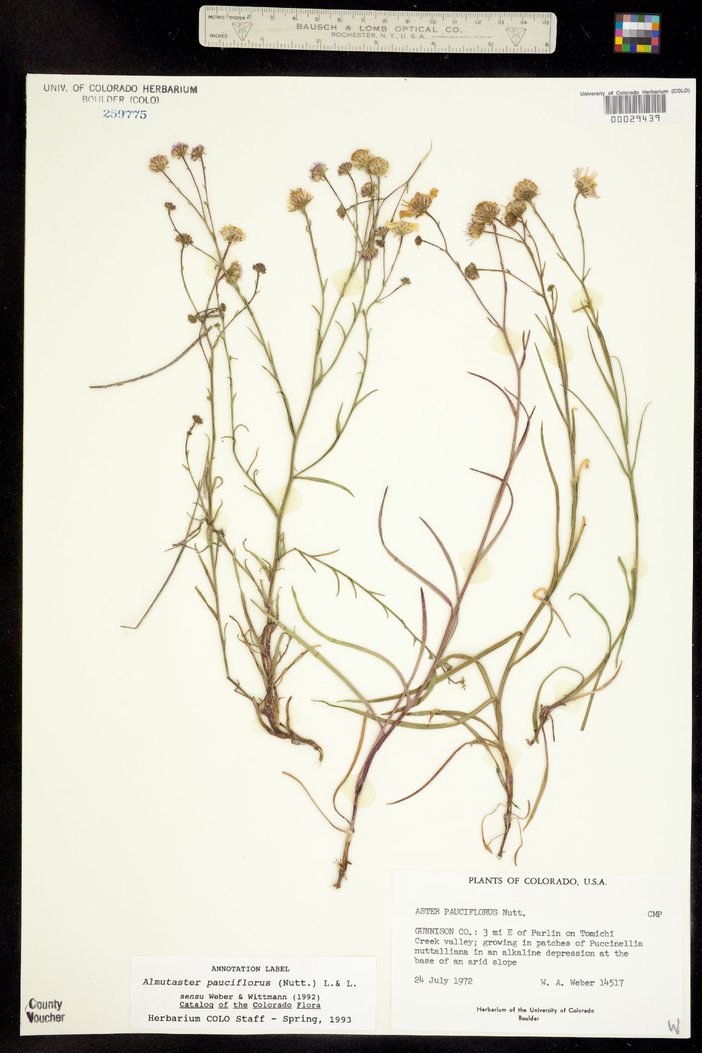 Almutaster pauciflorus image