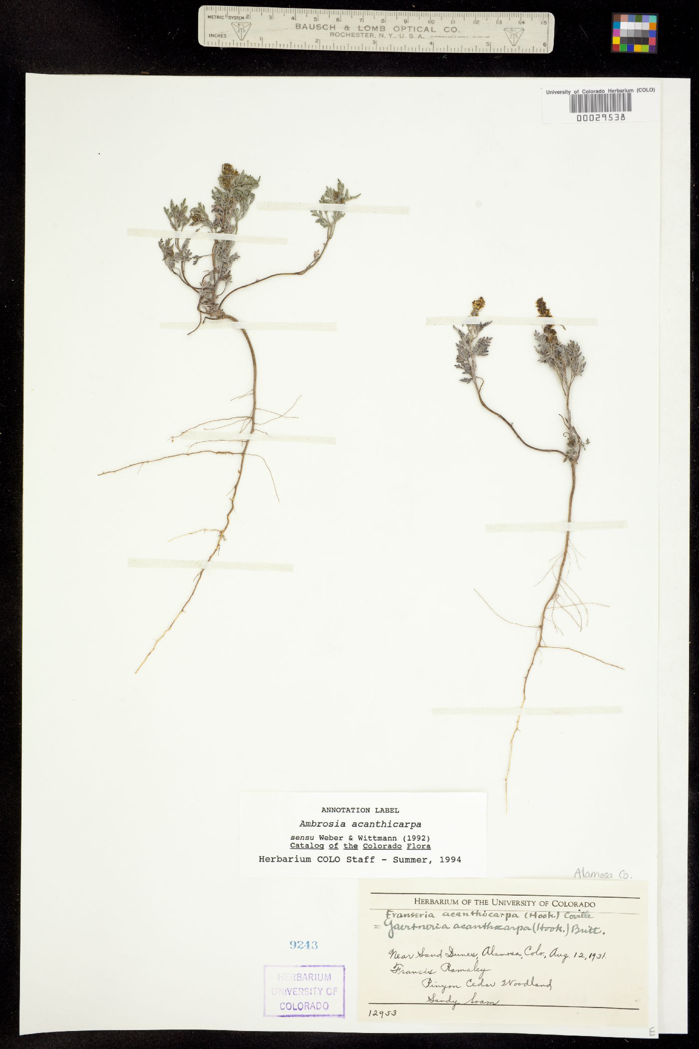 Ambrosia acanthicarpa image