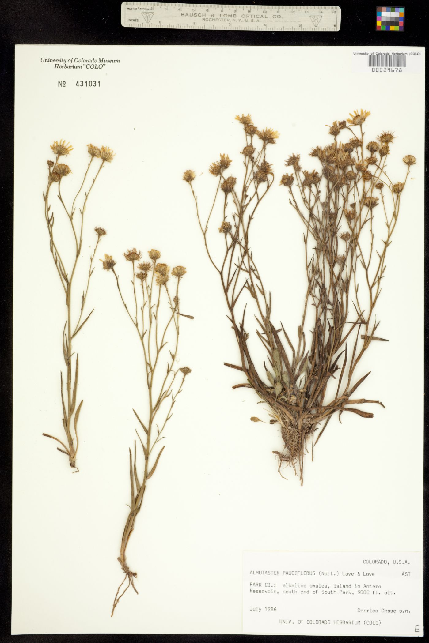 Almutaster pauciflorus image