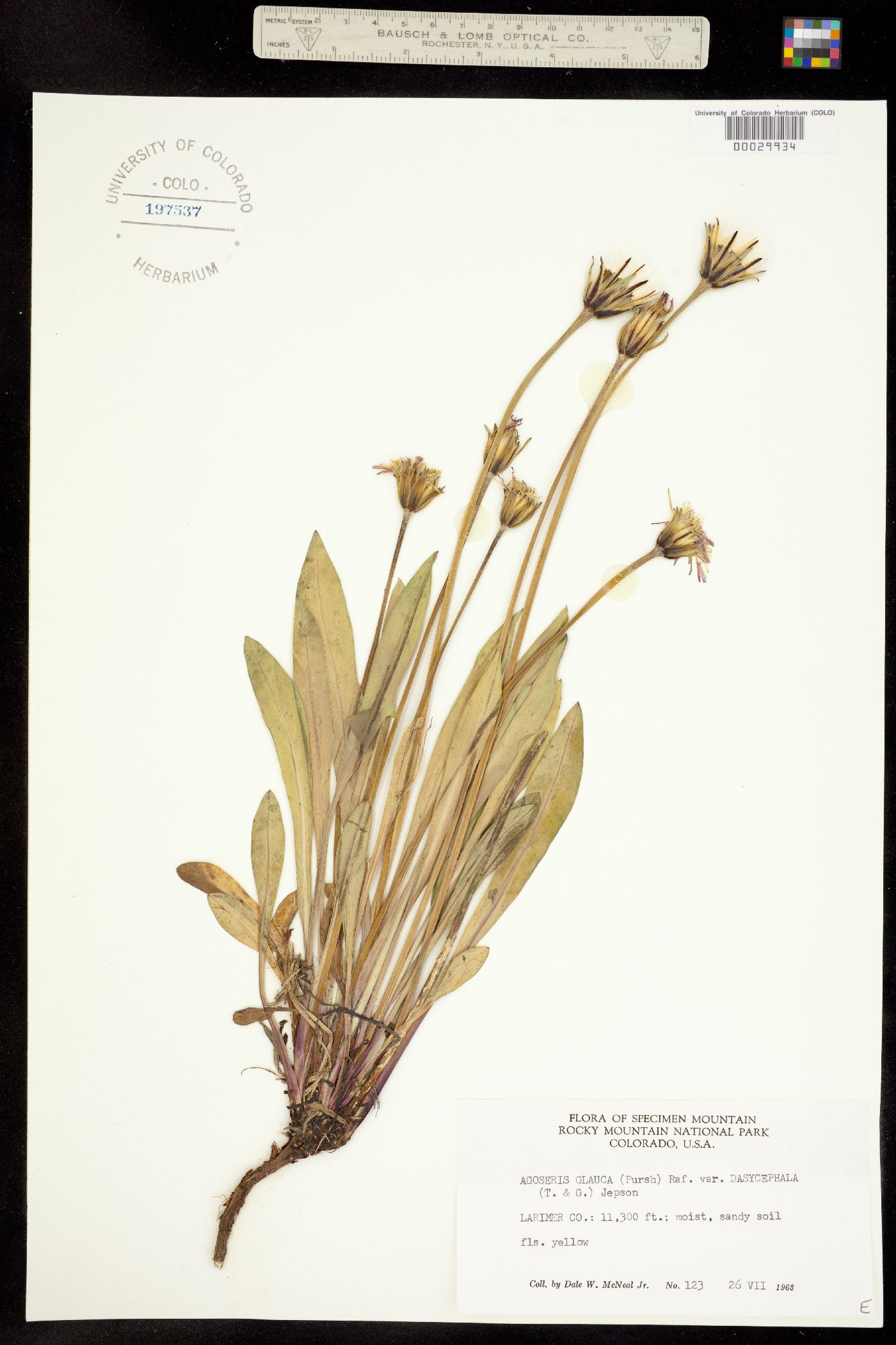 Agoseris glauca var. dasycephala image