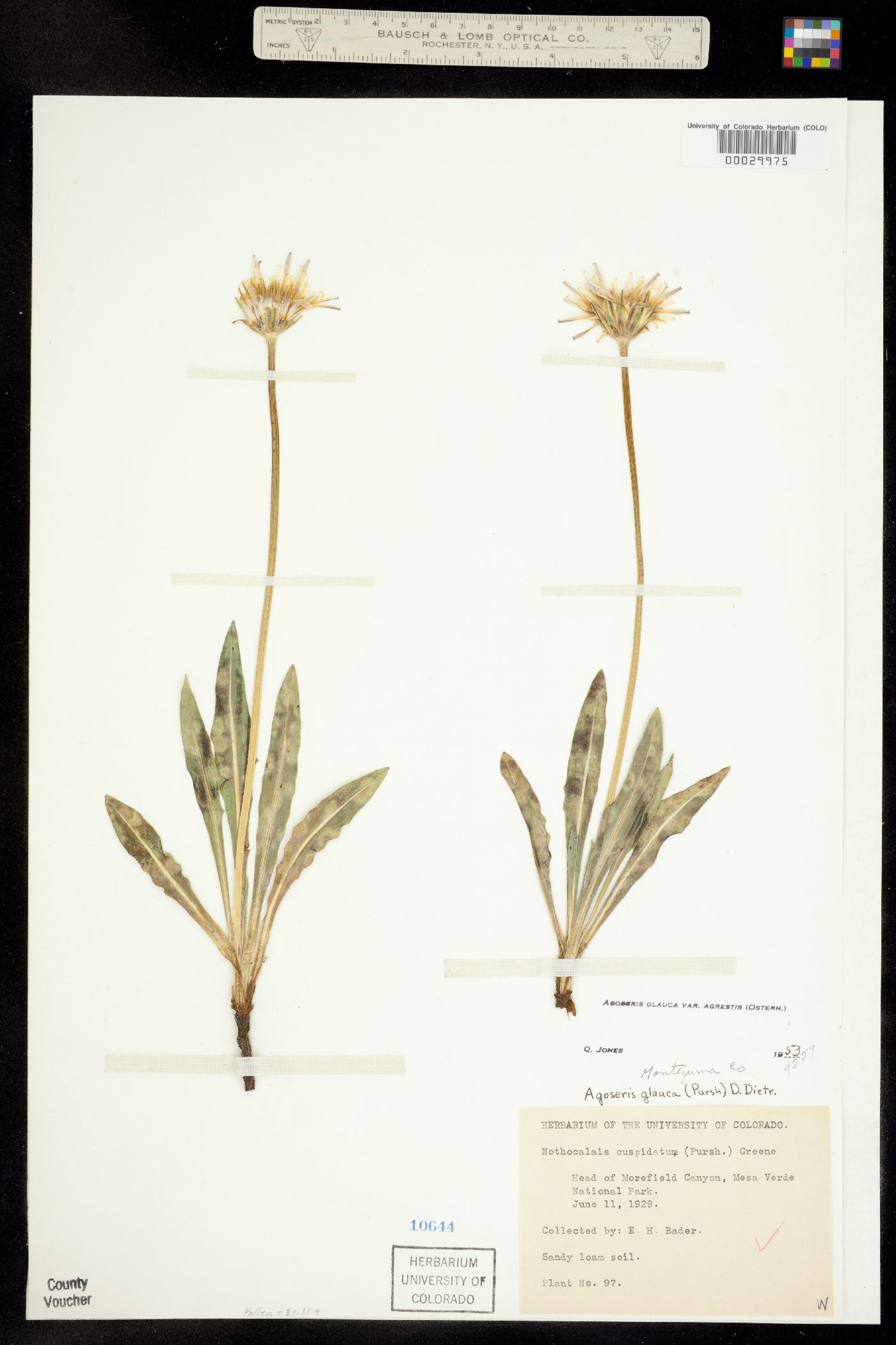 Agoseris X agrestis image
