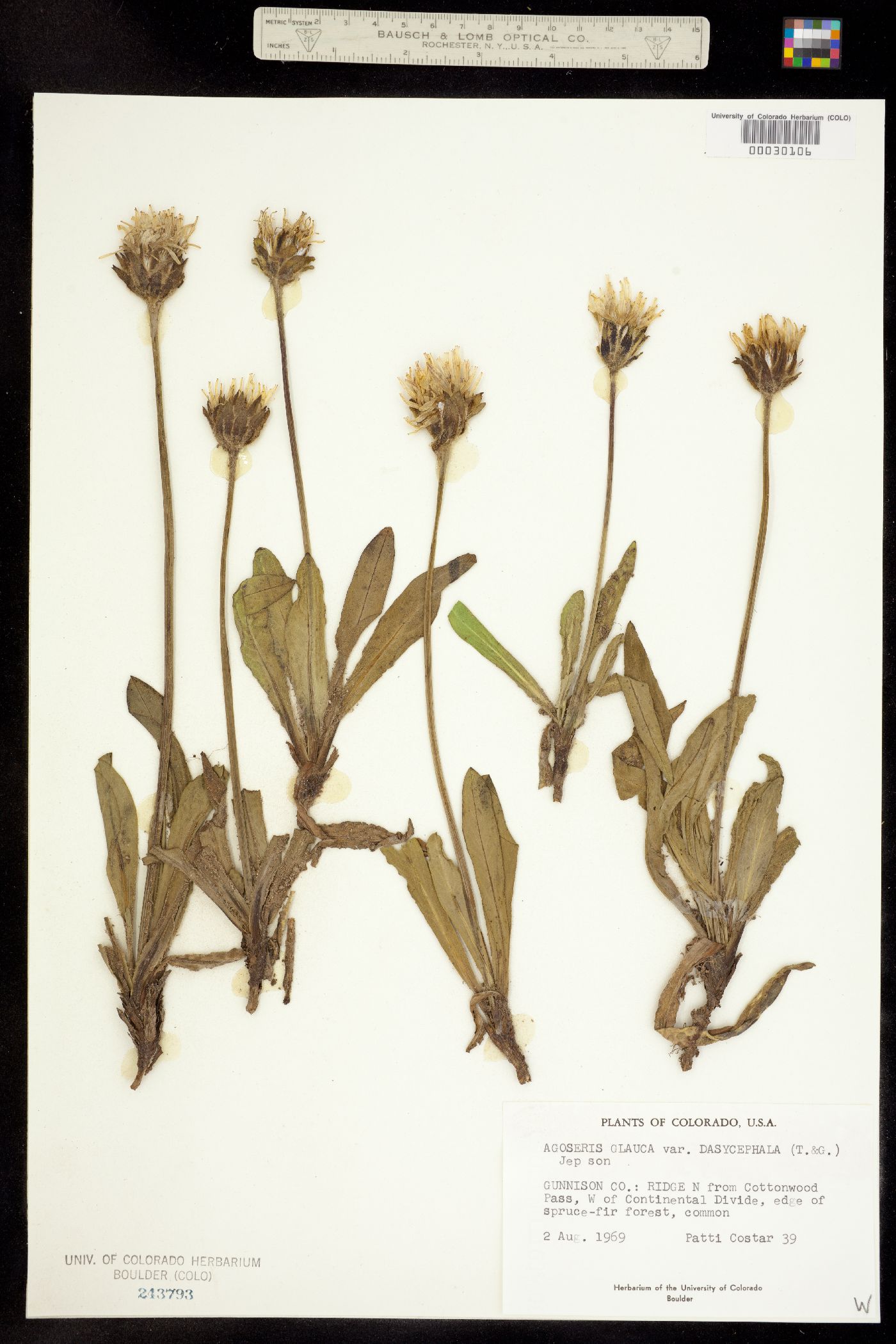 Agoseris glauca var. dasycephala image