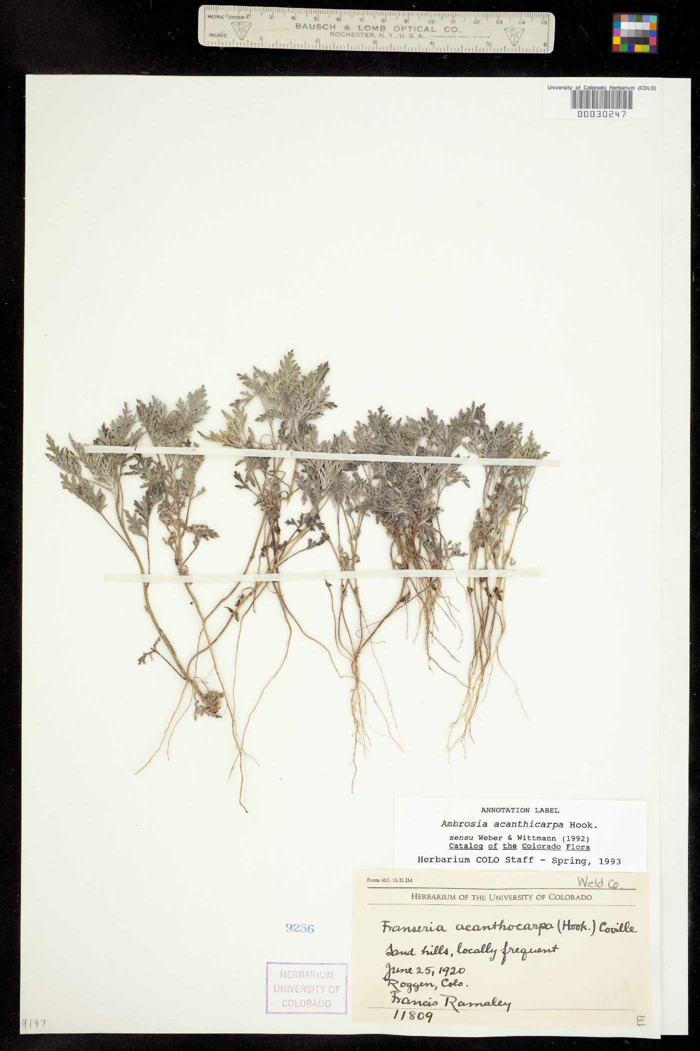 Ambrosia acanthicarpa image