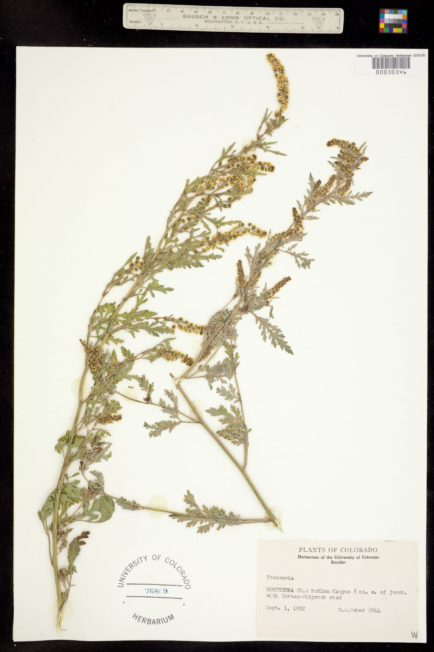 Ambrosia acanthicarpa image