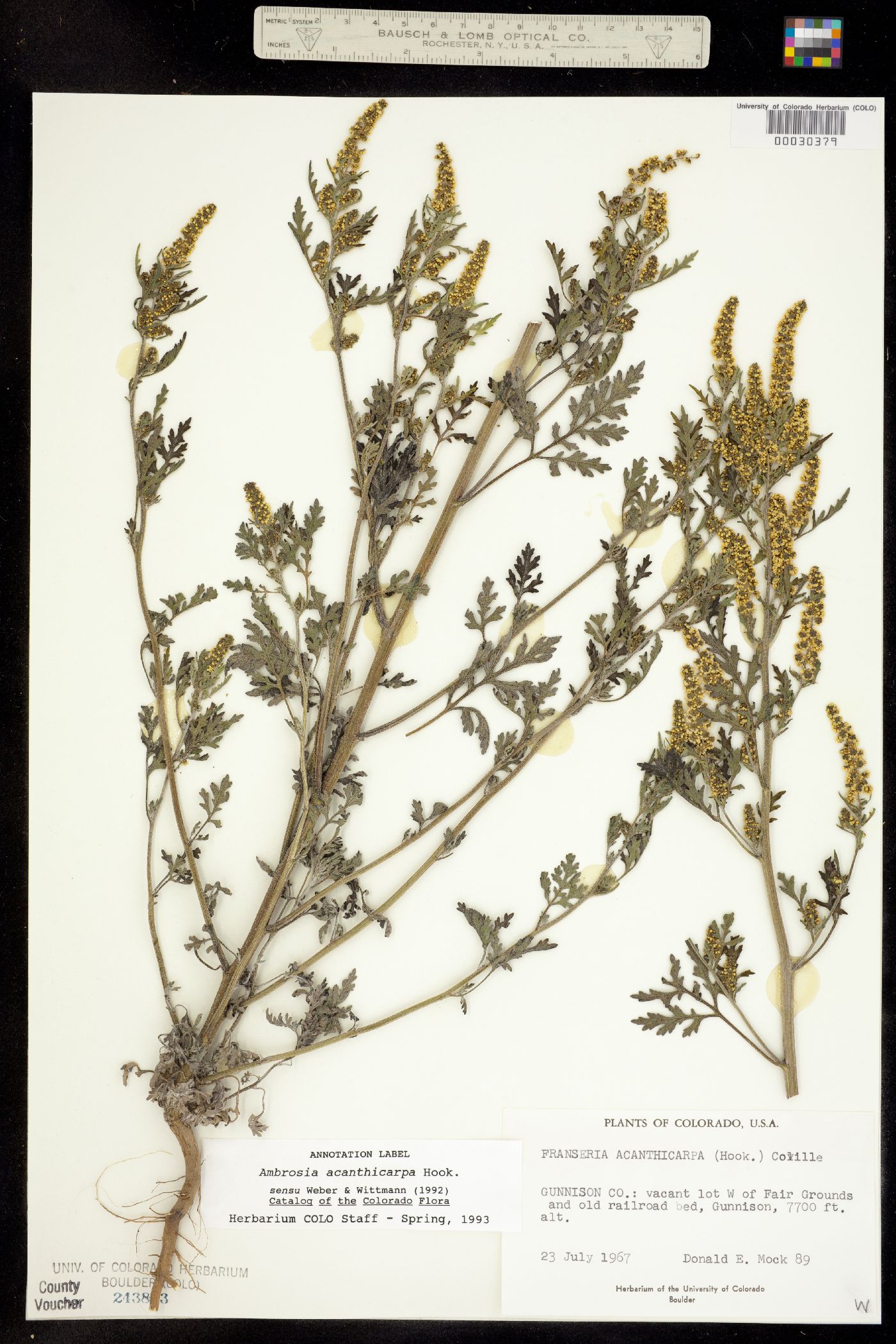 Ambrosia acanthicarpa image