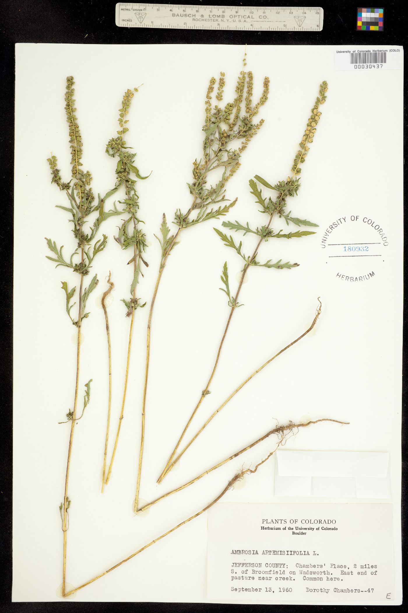 Ambrosia artemisiifolia image