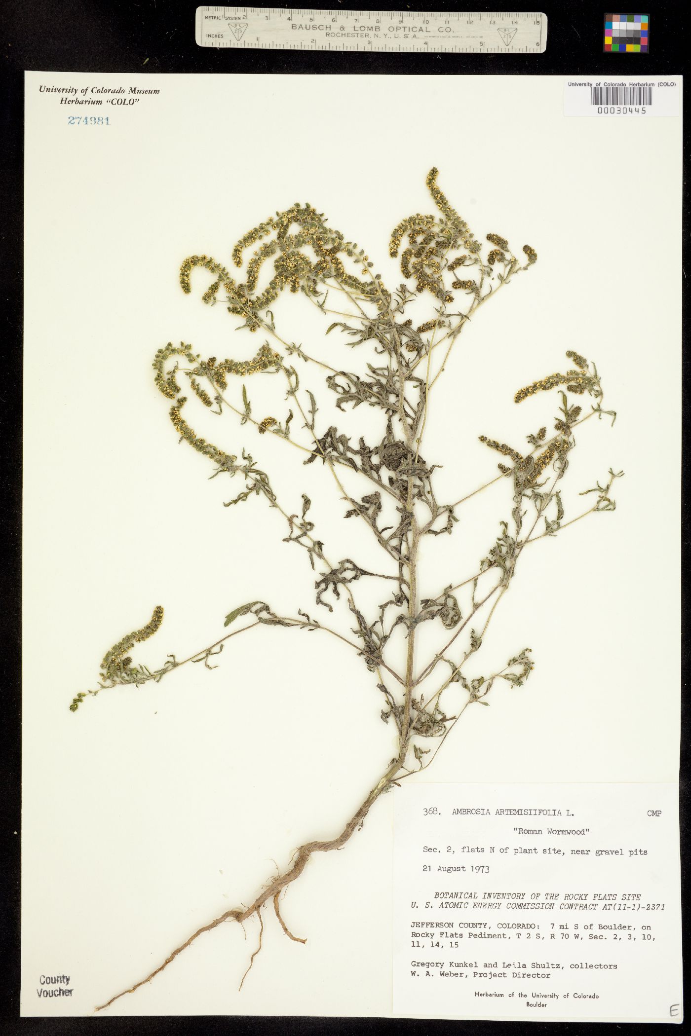 Ambrosia artemisiifolia image