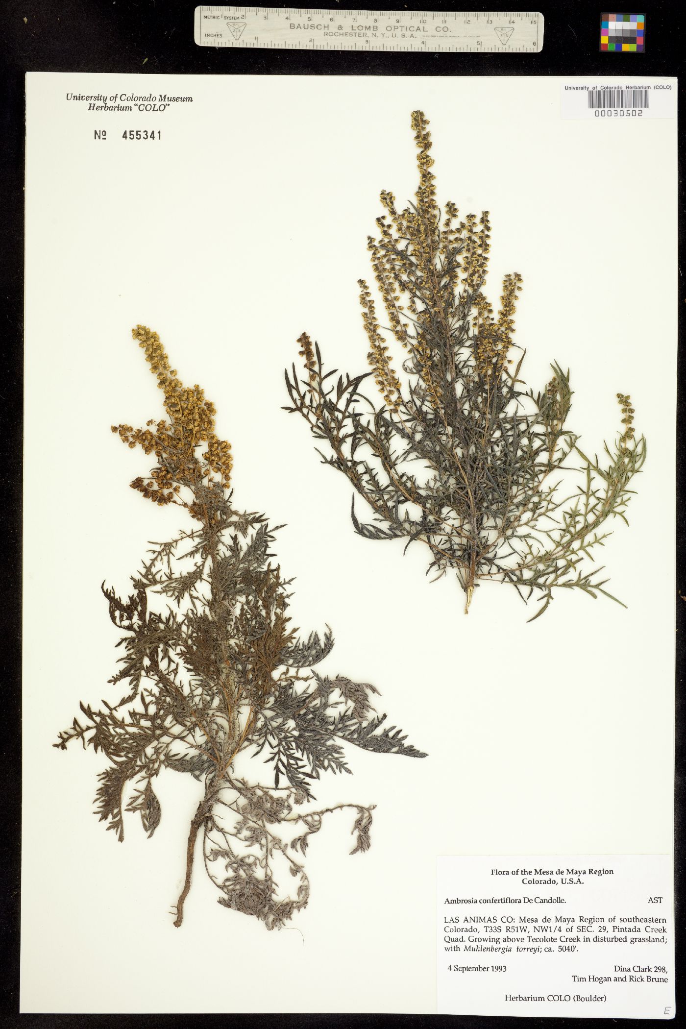 Ambrosia confertiflora image