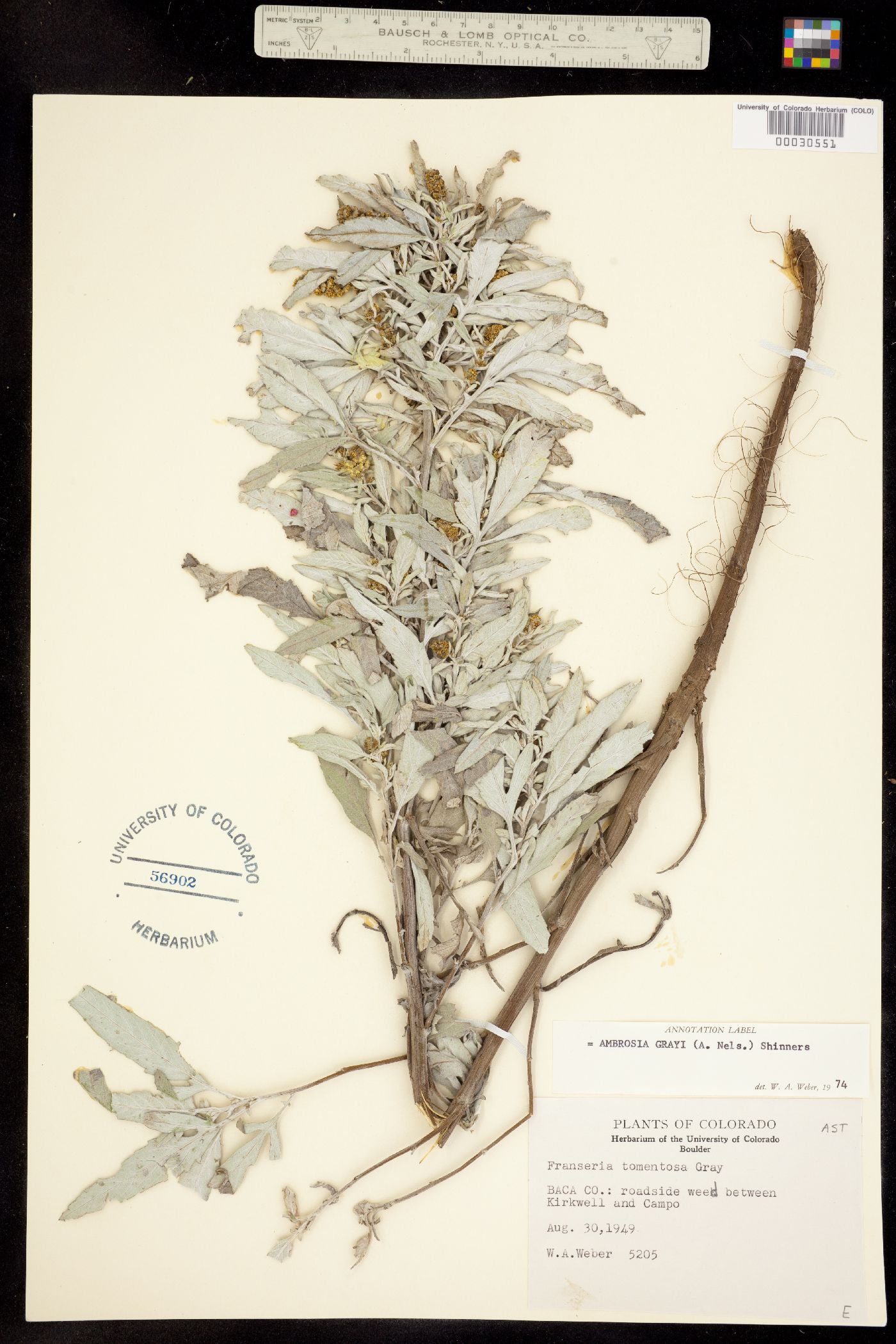 Ambrosia grayi image