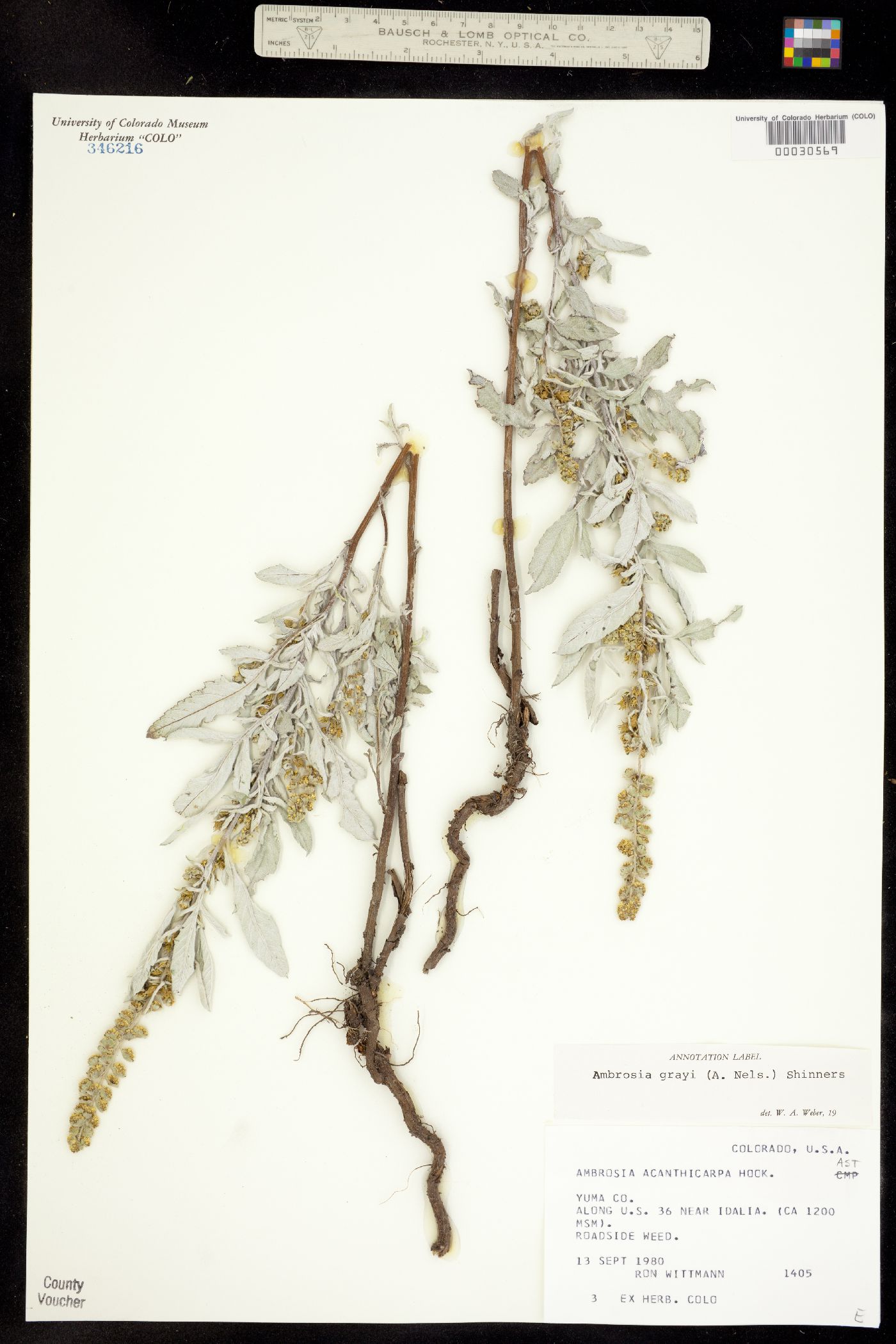 Ambrosia grayi image