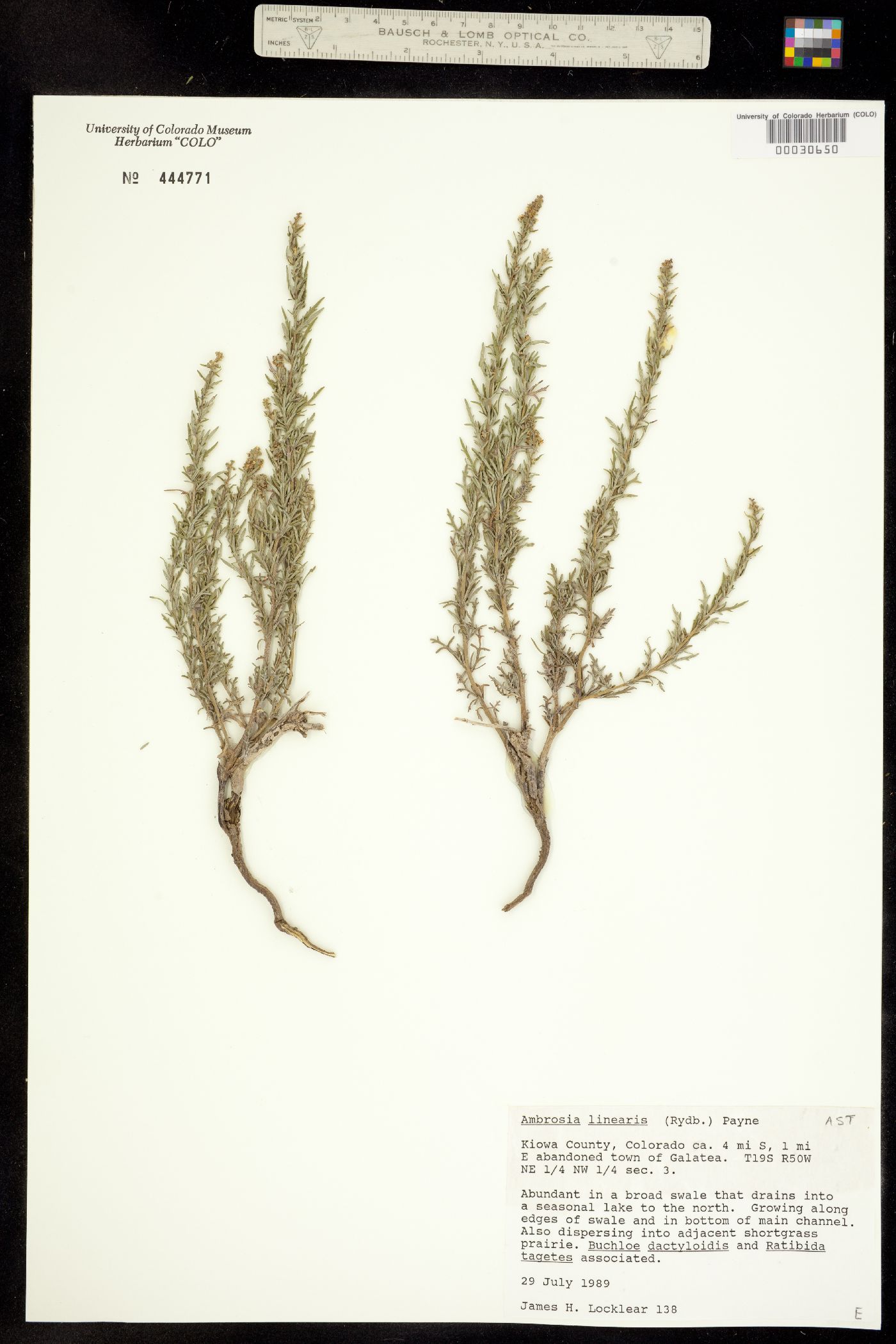 Ambrosia linearis image
