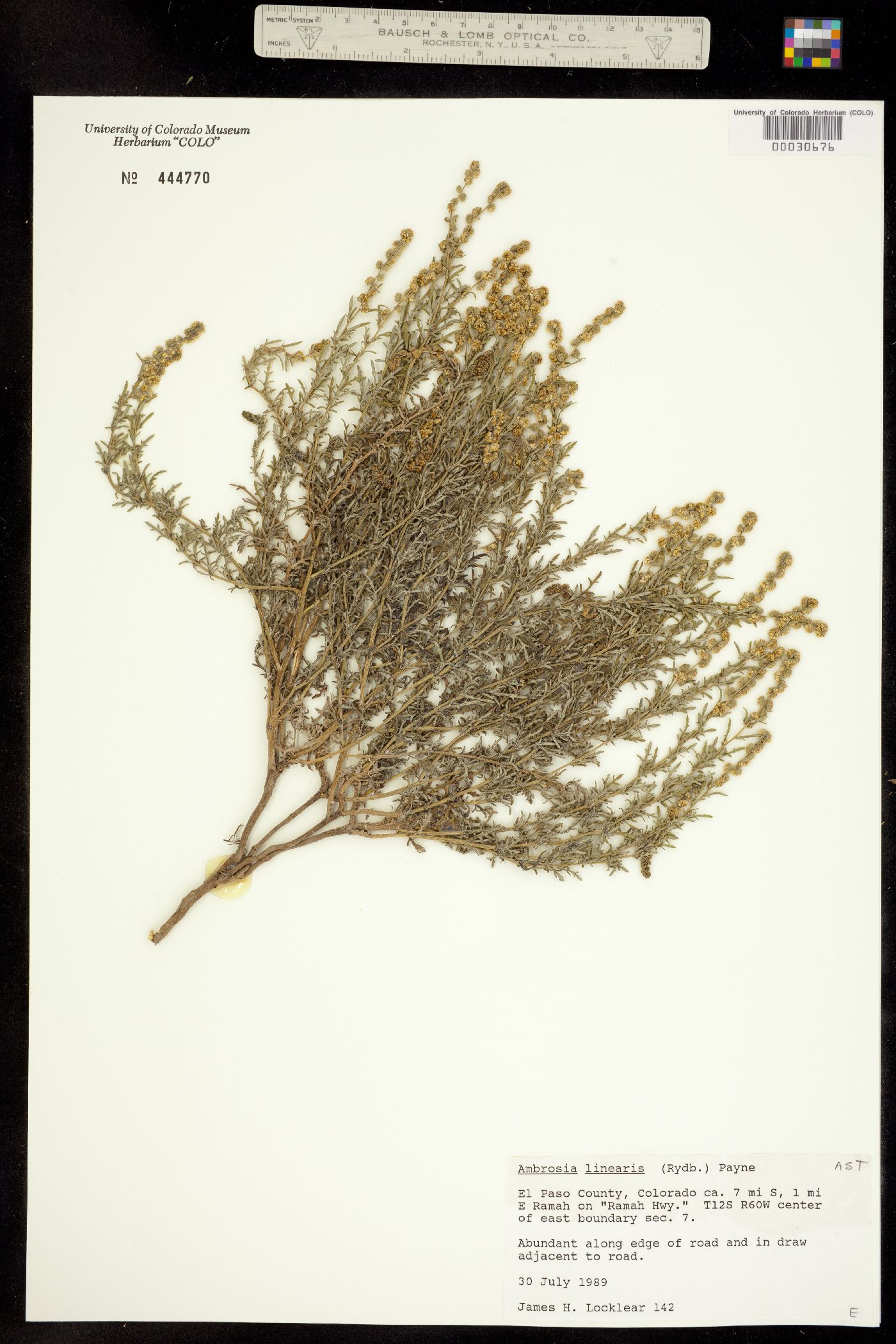 Ambrosia linearis image