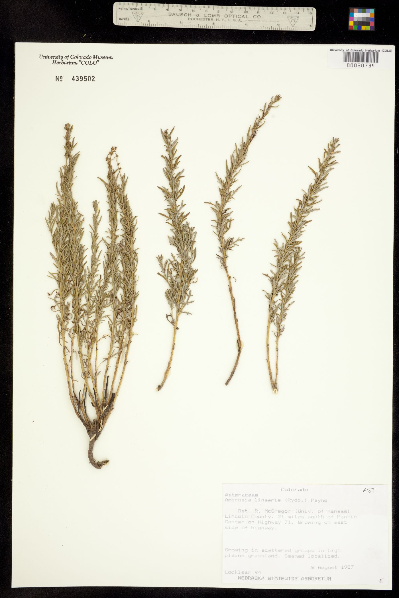 Ambrosia linearis image