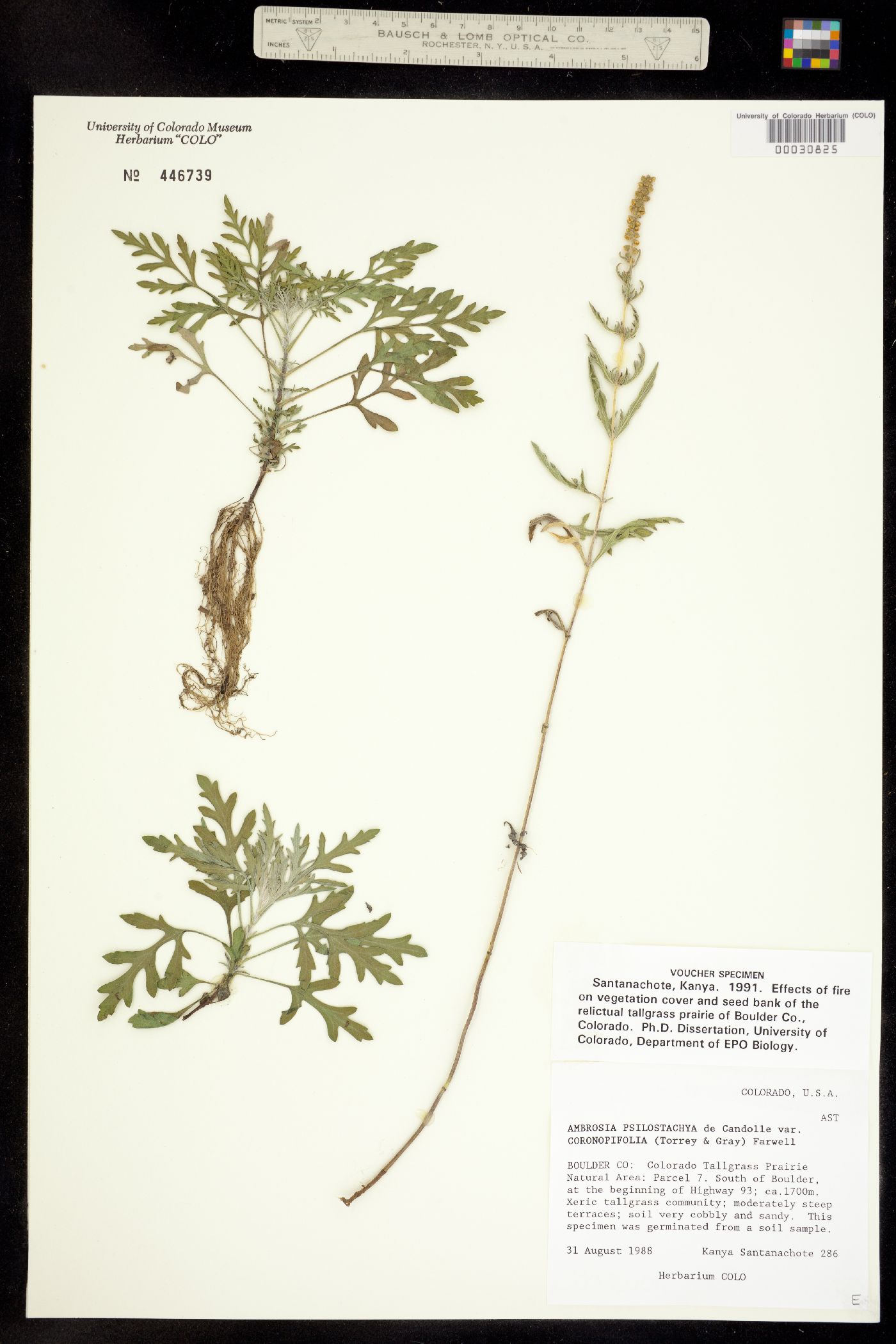 Ambrosia psilostachya image
