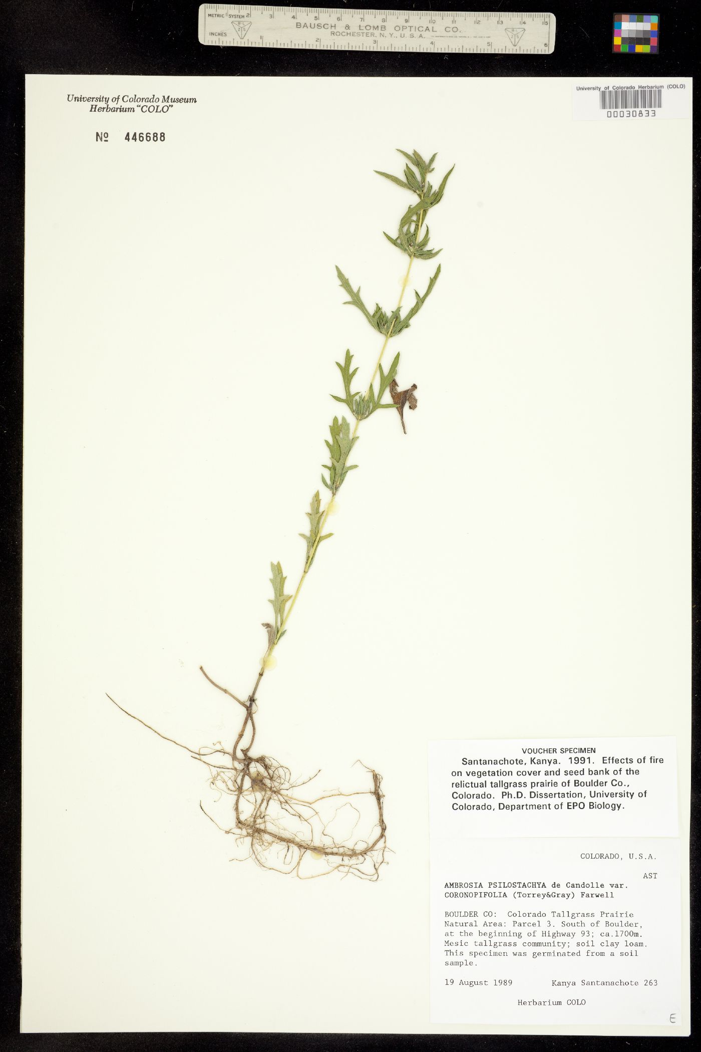 Ambrosia psilostachya image