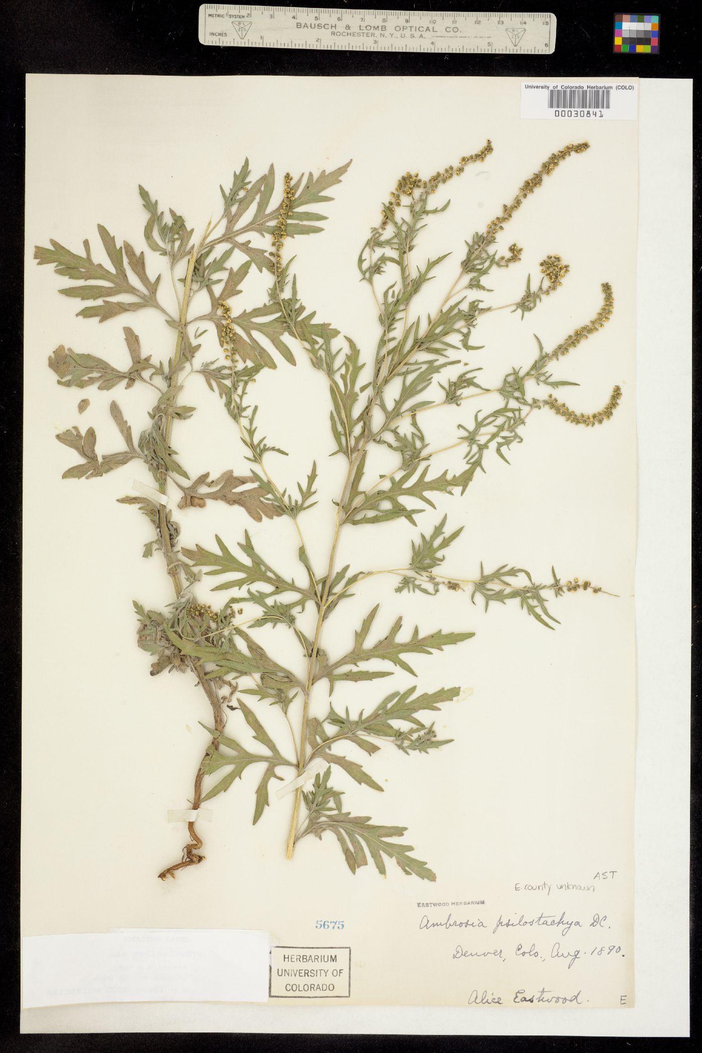 Ambrosia psilostachya image