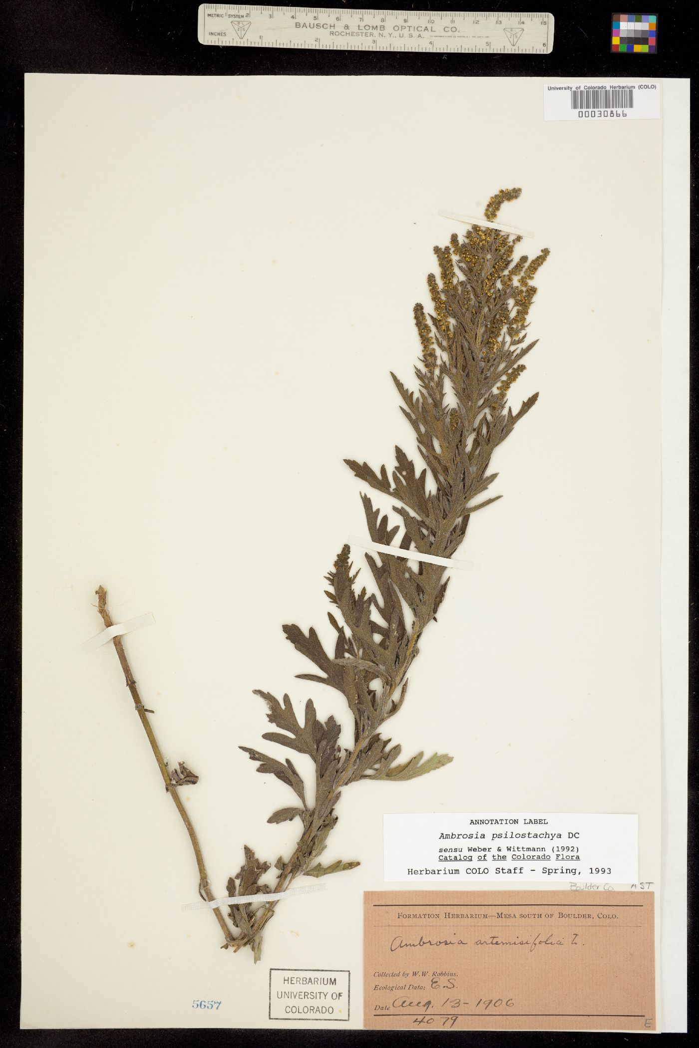 Ambrosia psilostachya image