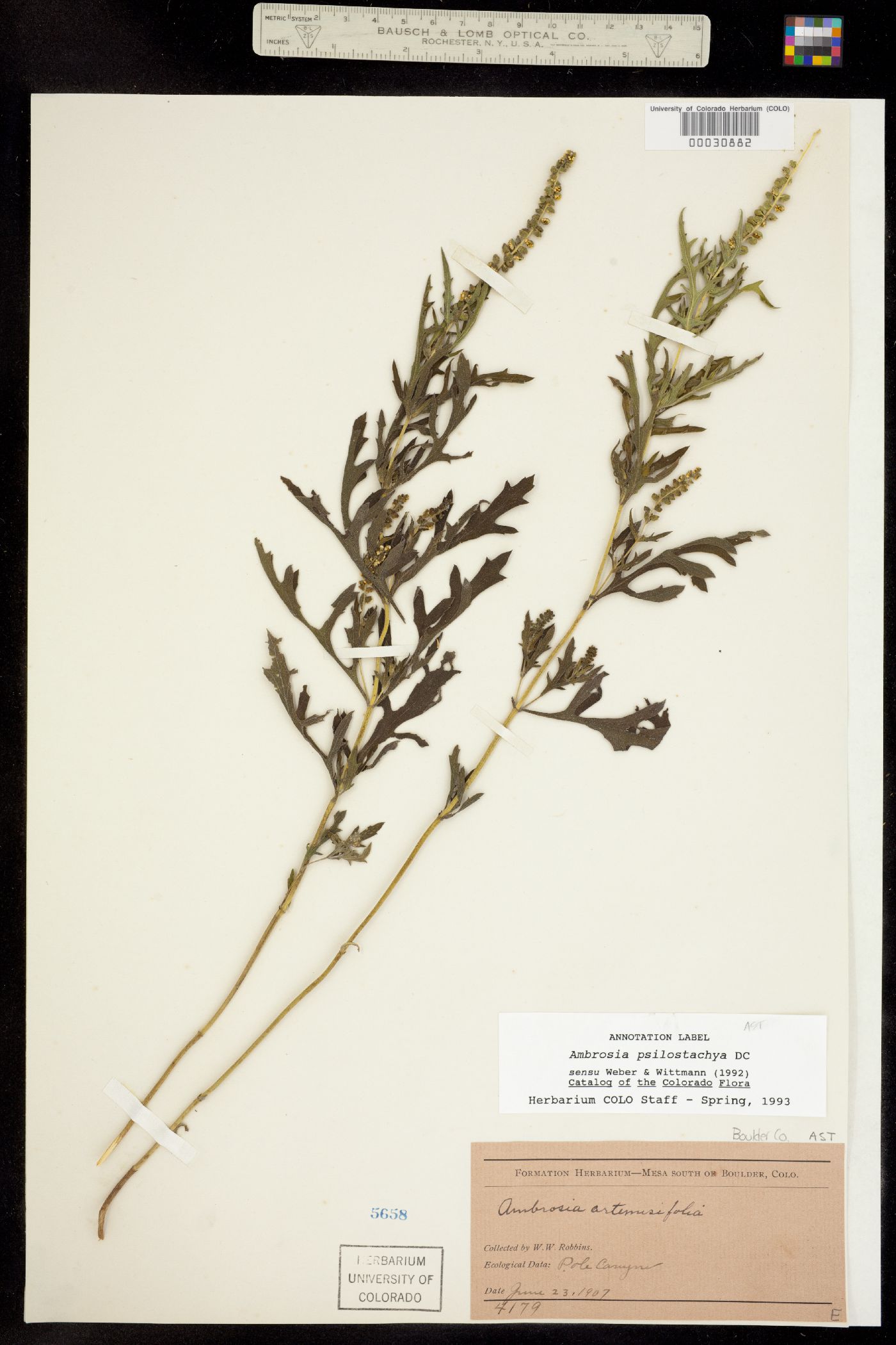 Ambrosia psilostachya image