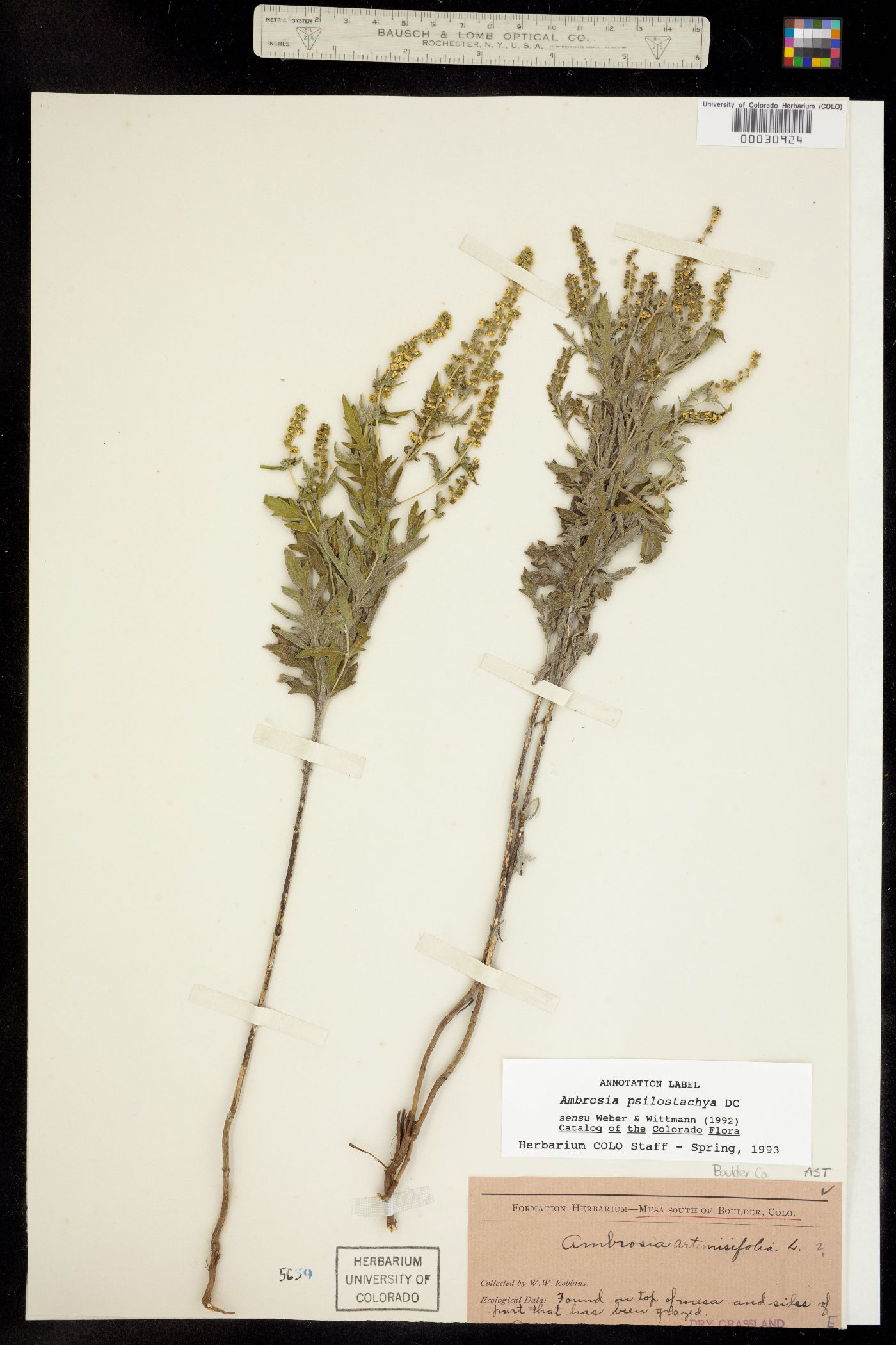 Ambrosia psilostachya image