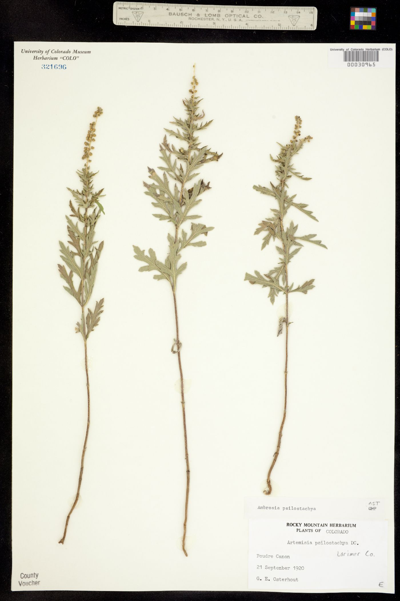 Ambrosia psilostachya image