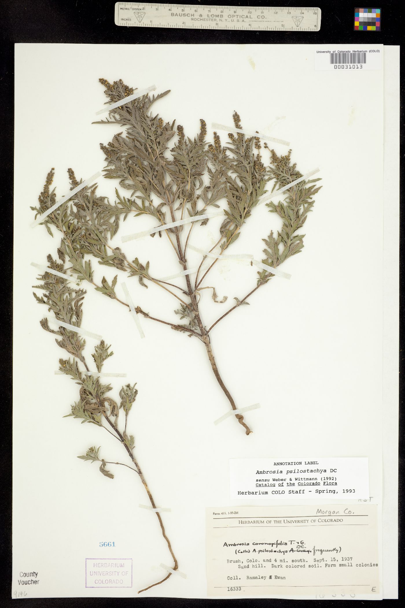 Ambrosia psilostachya image