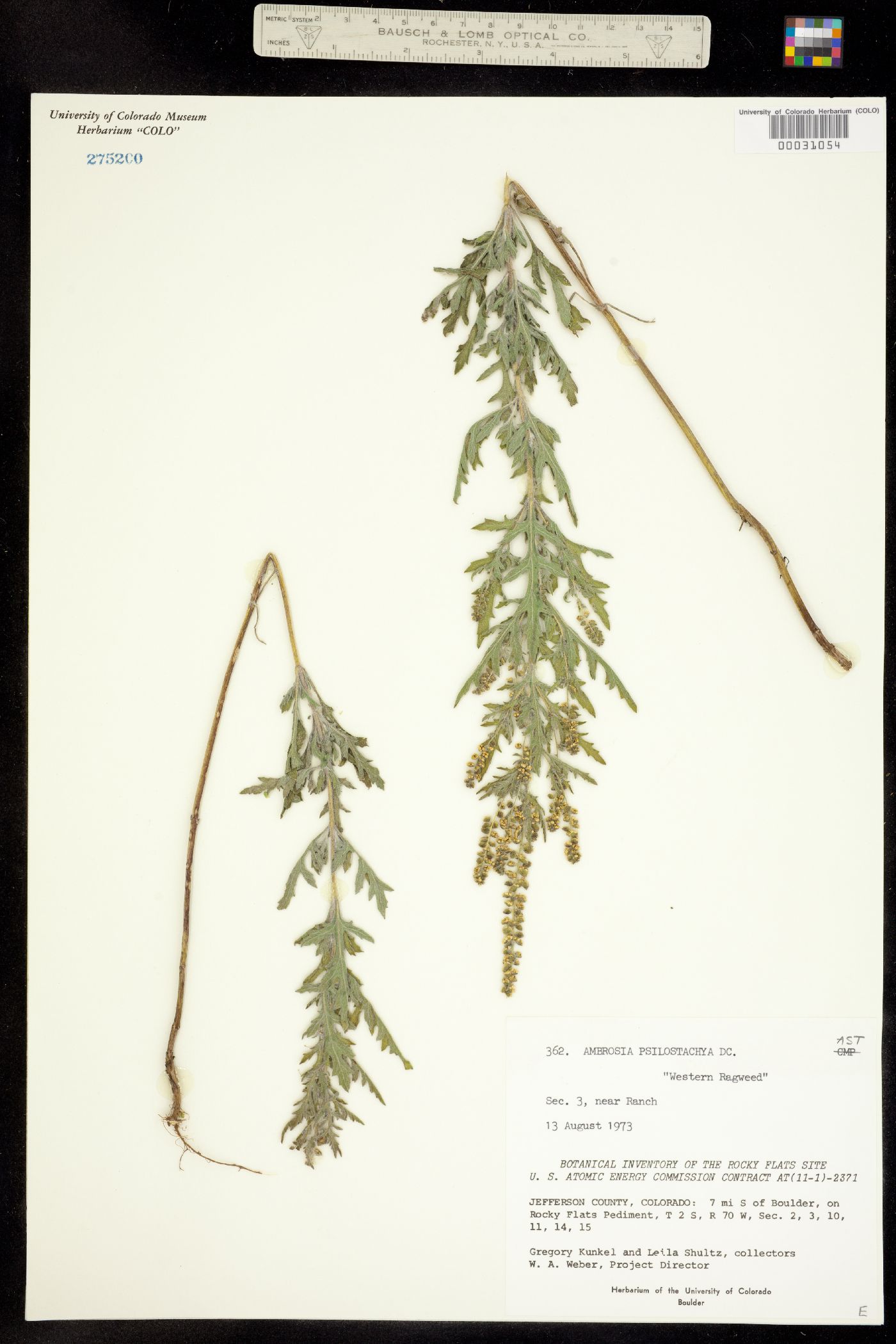 Ambrosia psilostachya image