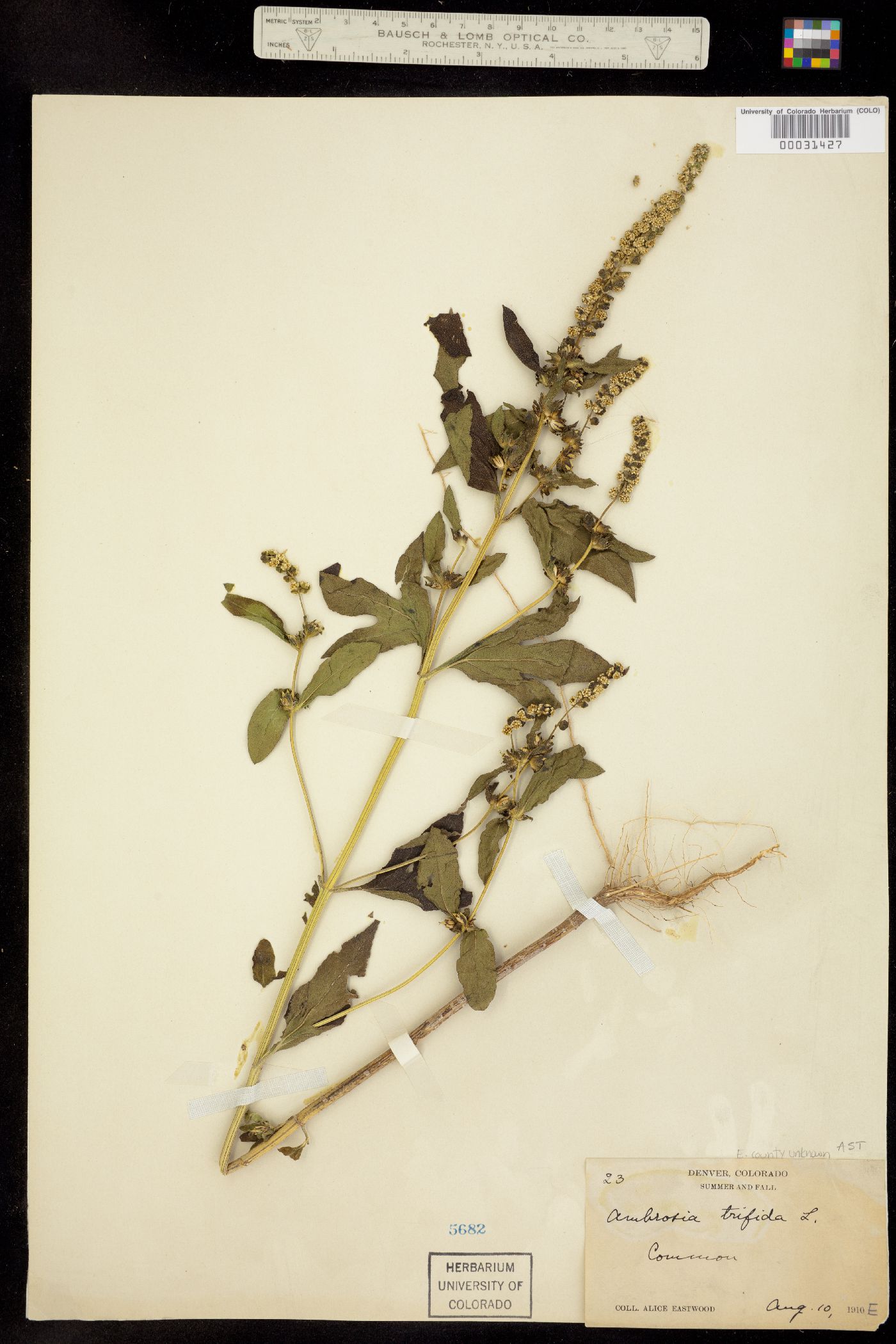 Ambrosia trifida image