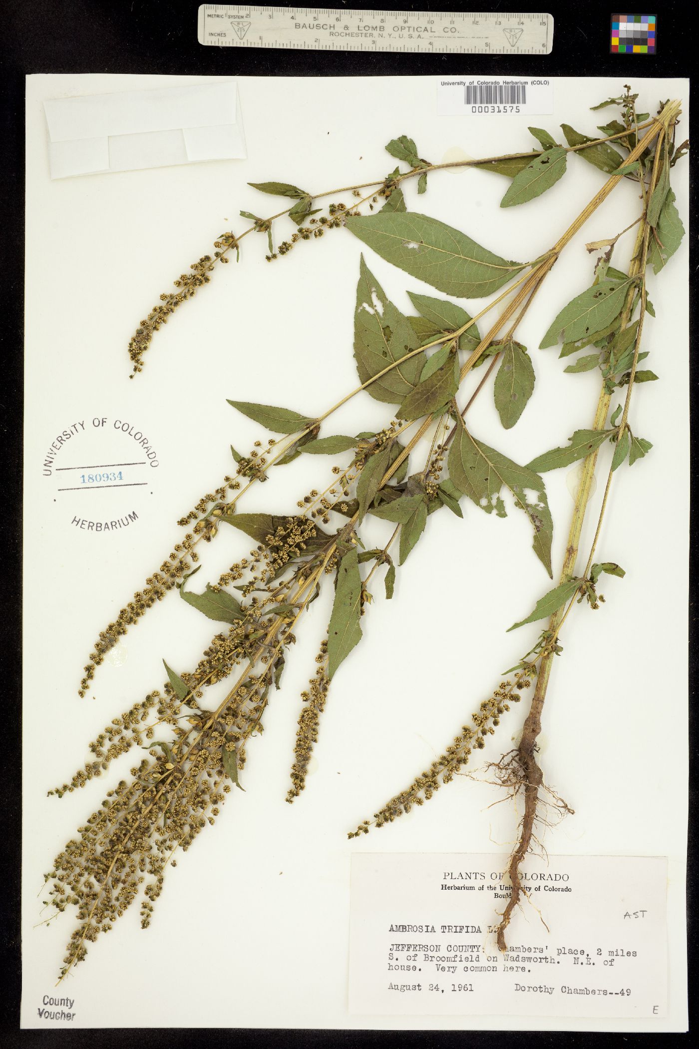 Ambrosia trifida image