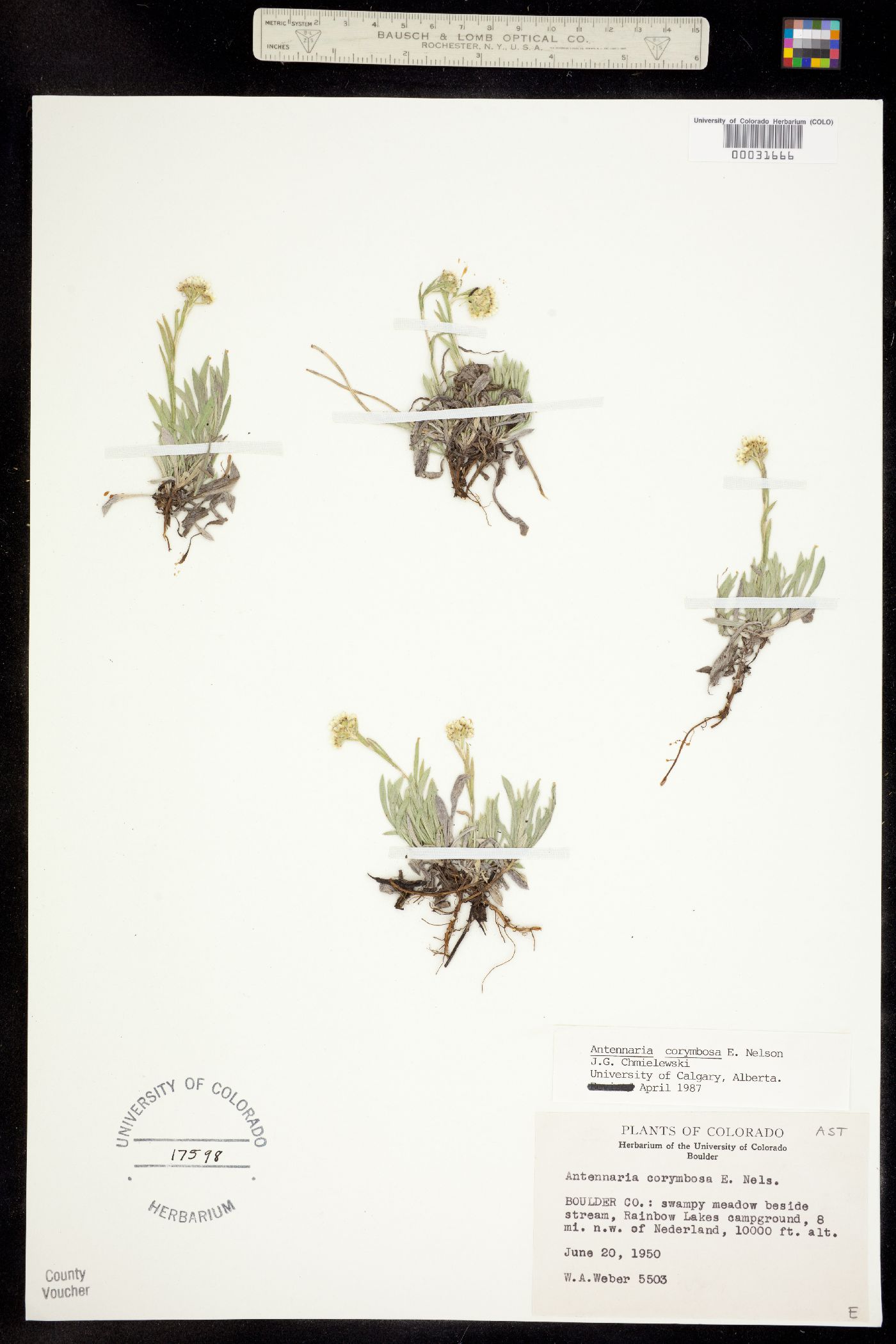 Antennaria corymbosa image