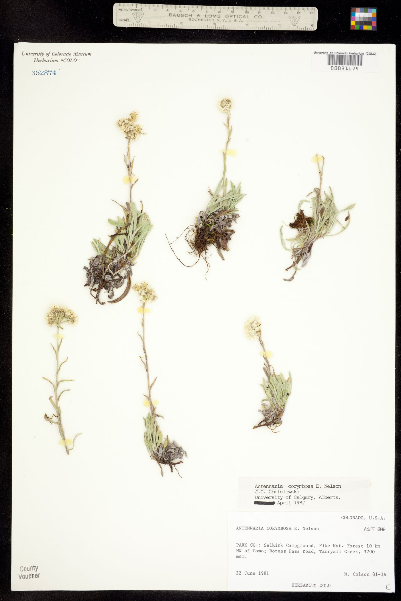 Antennaria corymbosa image