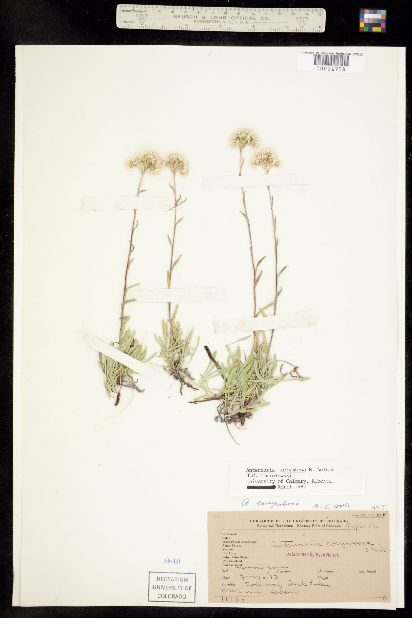 Antennaria corymbosa image